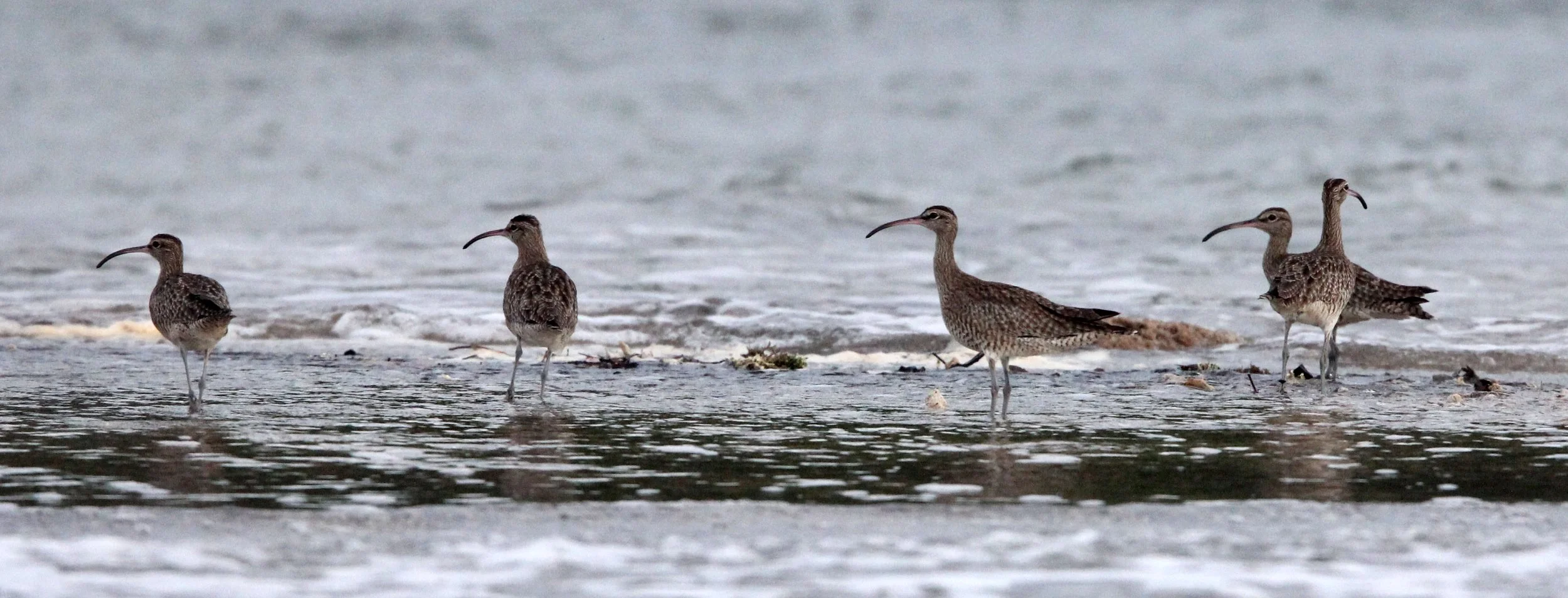 BIRD - WHIMBREL - TANGKOKO NATIONAL PARK SULAWESI INDONESIA (6).JPG