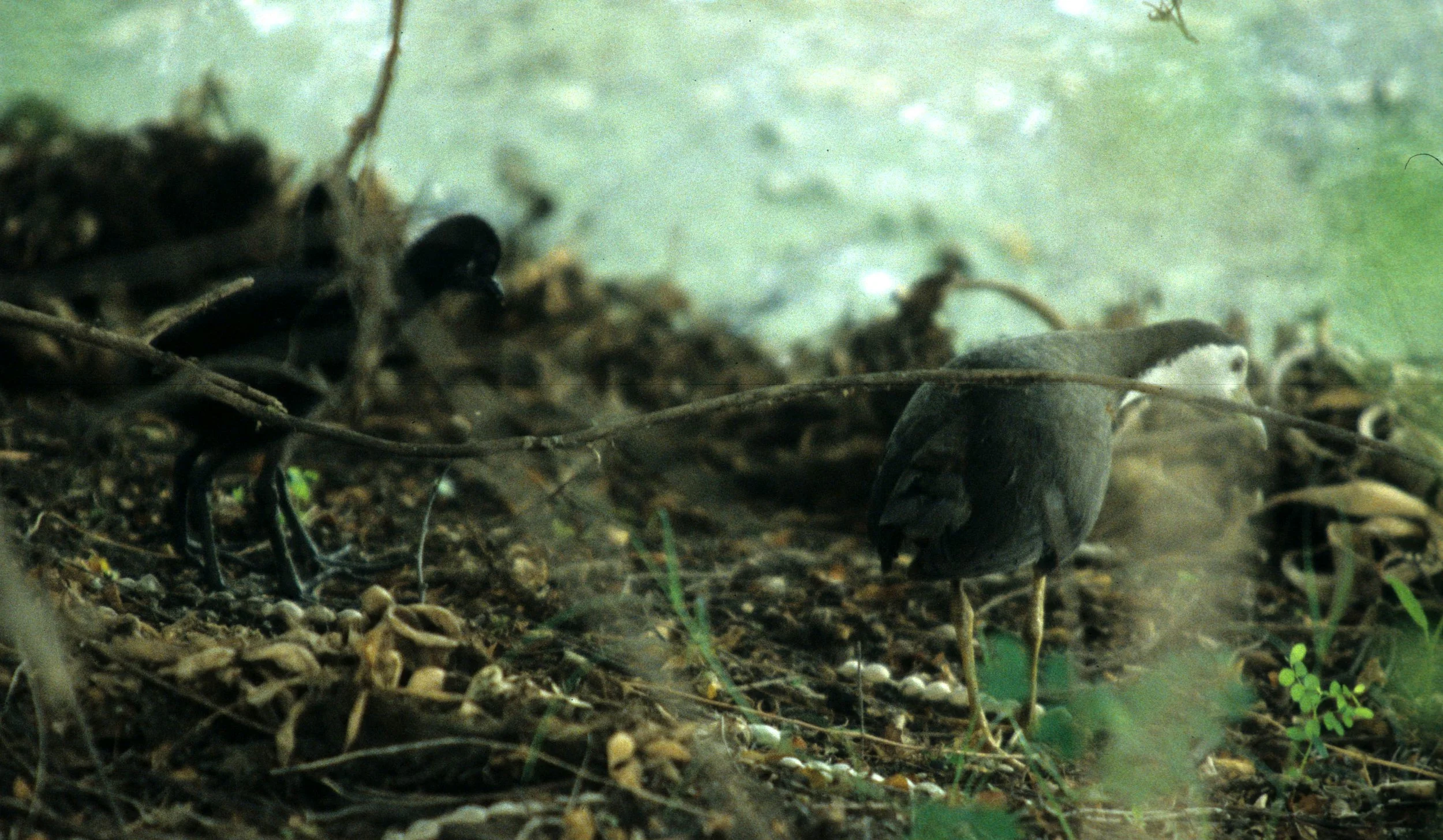 BIRD - WHITE-BREASTED WATERHEN - KALEODEO INDIA.jpg
