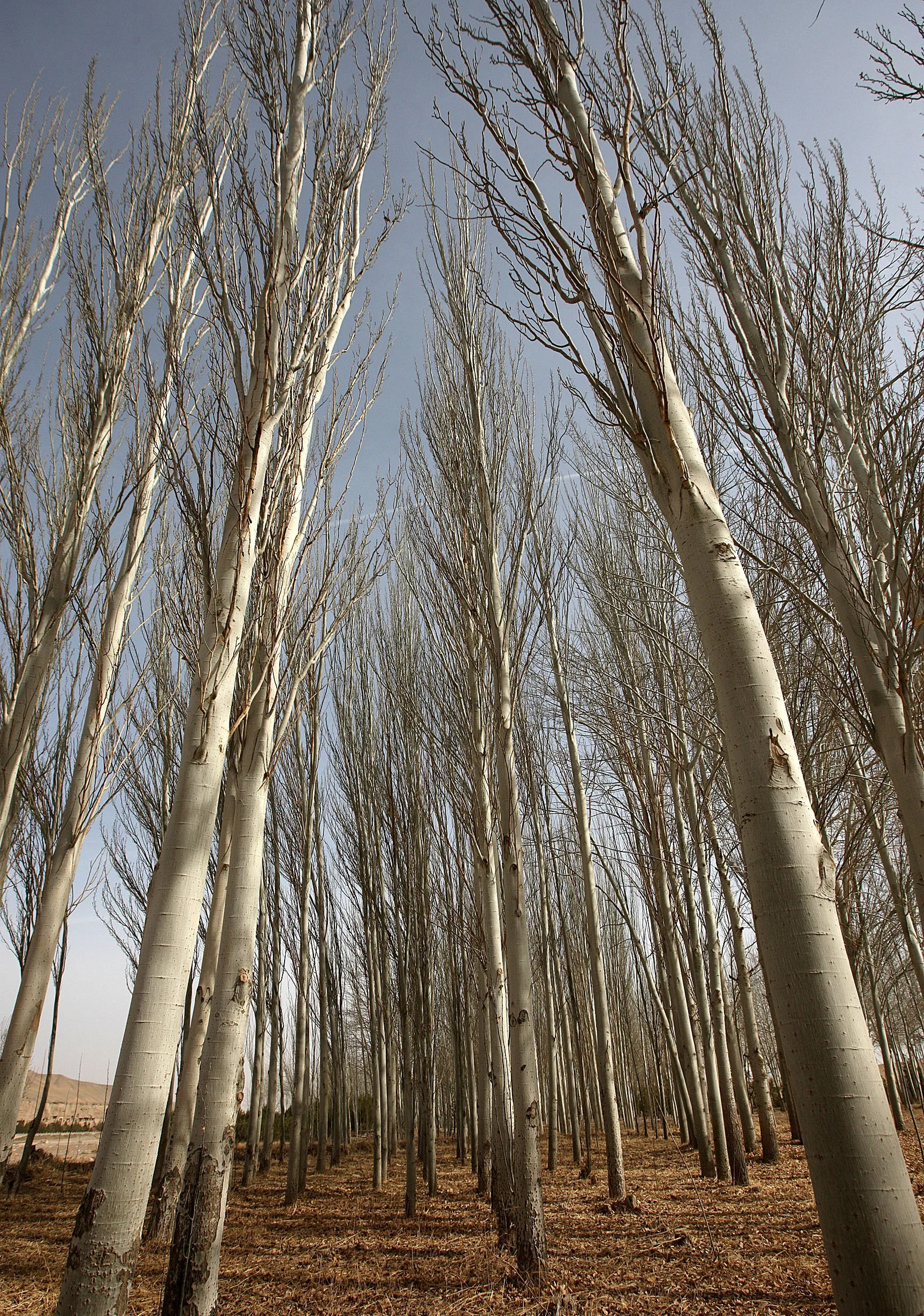 DUNHUANG GANXU CHINA (7).JPG