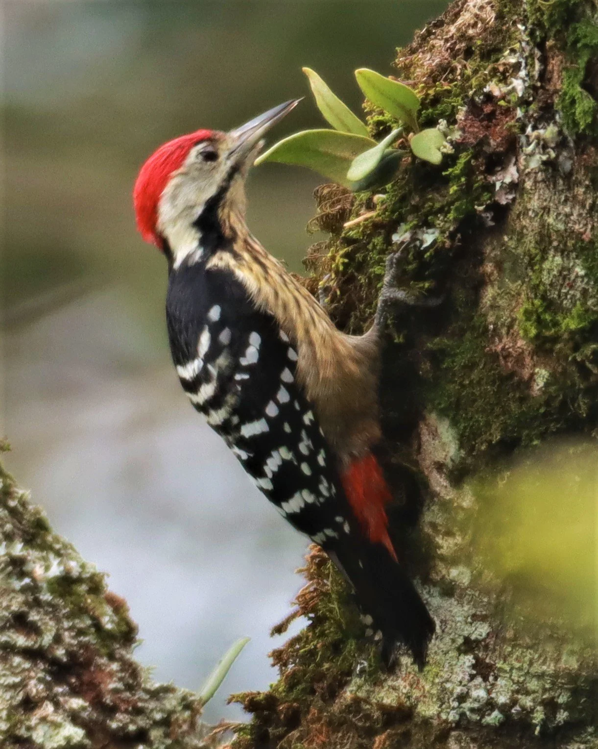 WOODPECKER - STRIPE-BREASTED WOODPECKER - Dendrocopos atratus - CHONG YEN CAMPSITE MAE WONG NATIONAL PARK (14).jpg