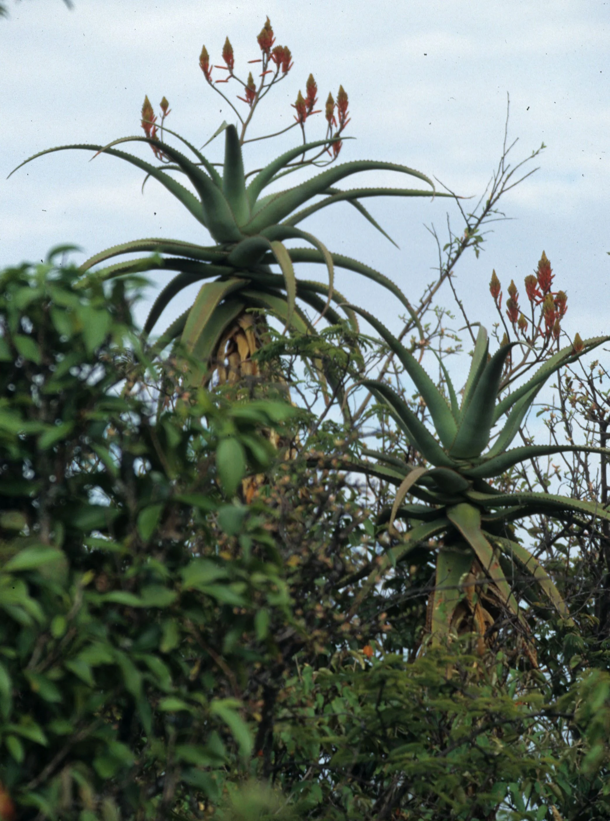 KENYA - PLANT - EUPHORB C.jpg