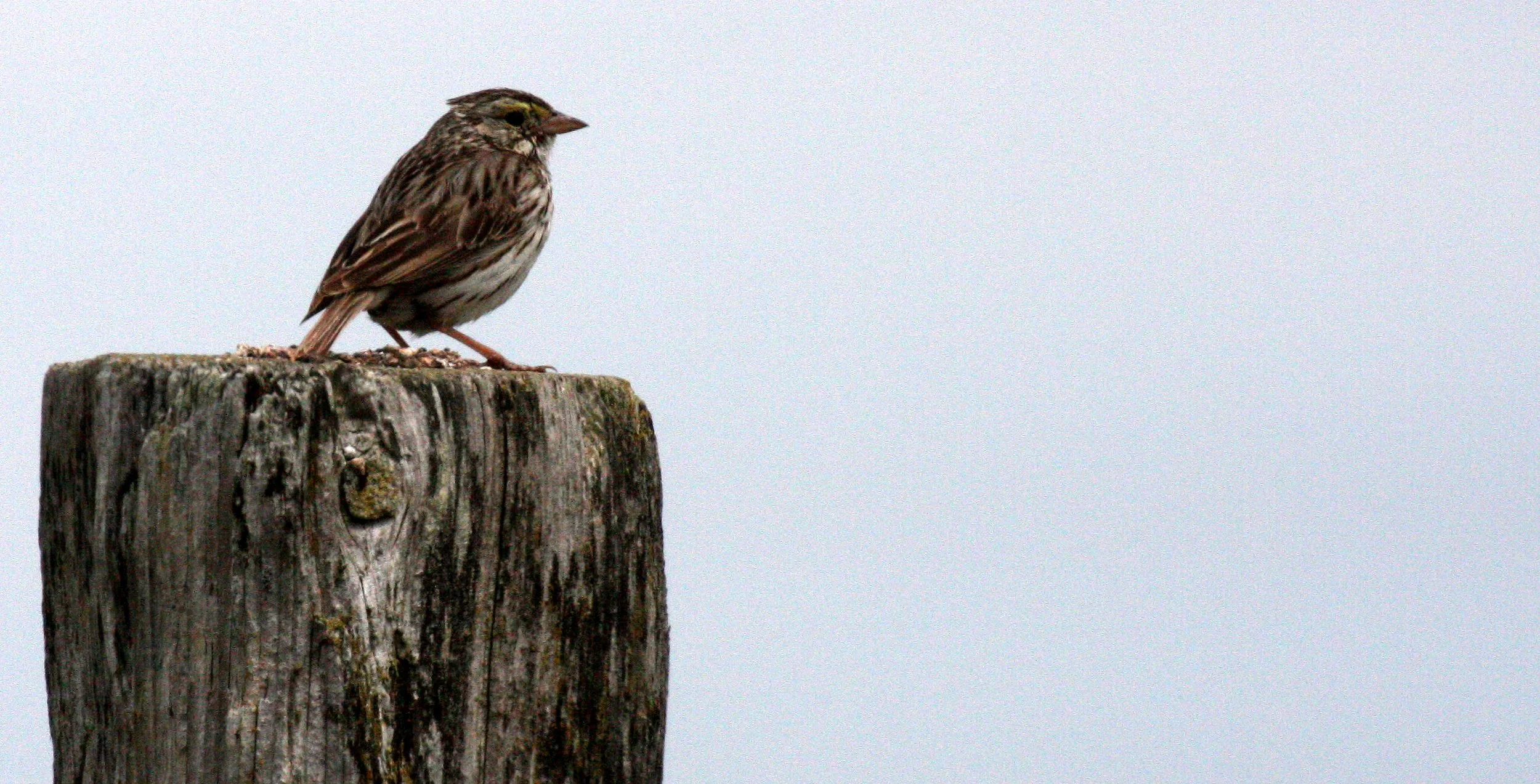 Savannah Sparrow (Passerculus sandwichensis) Dungeness NWR Sequim Washington (9).JPG