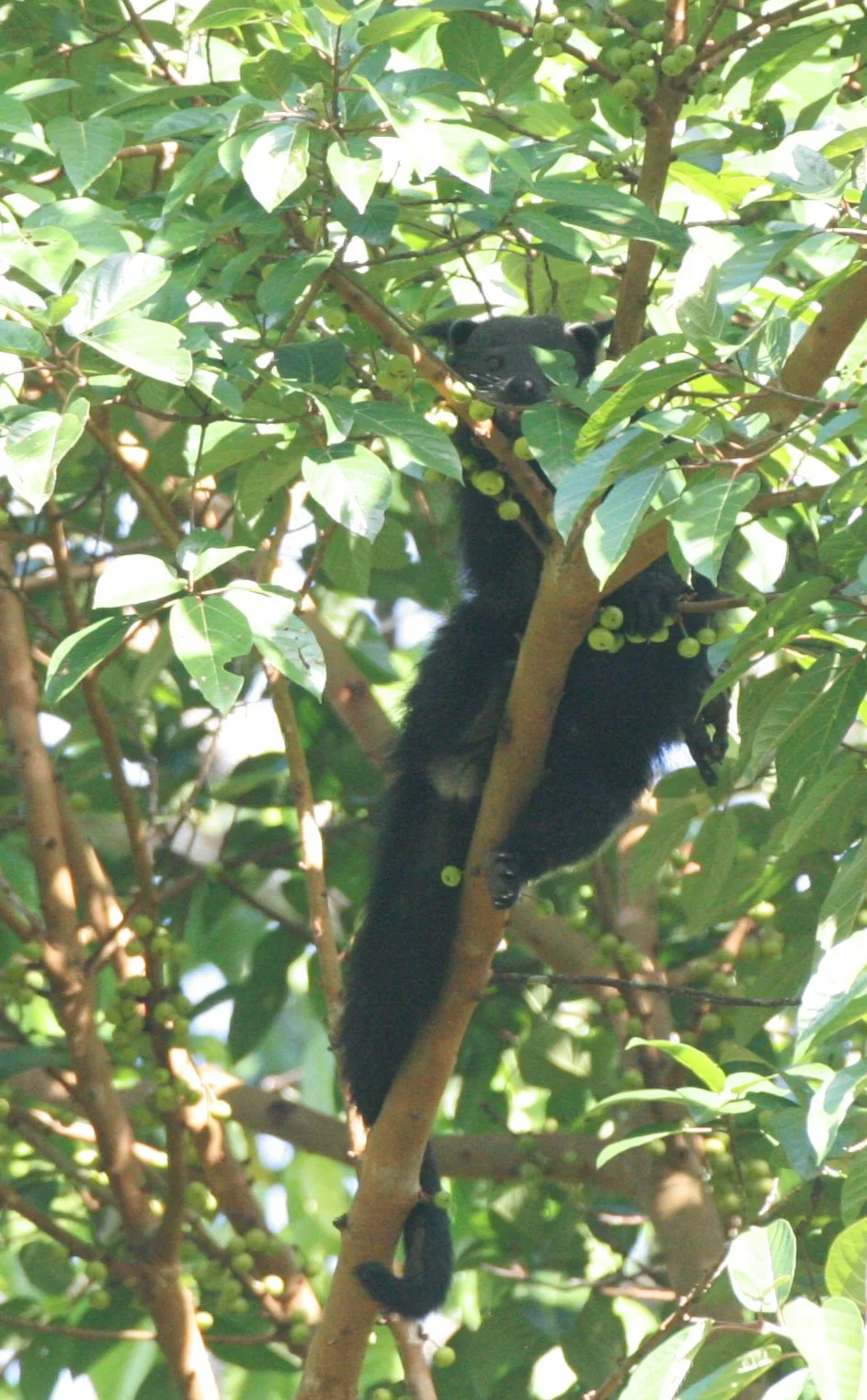 Arctictis binturong pageli -  BORNEAN BINTURONG (BEARCAT) - FEEDING ON FICUS - TABIN WILDLIFE RESERVE BORNEO (2).JPG