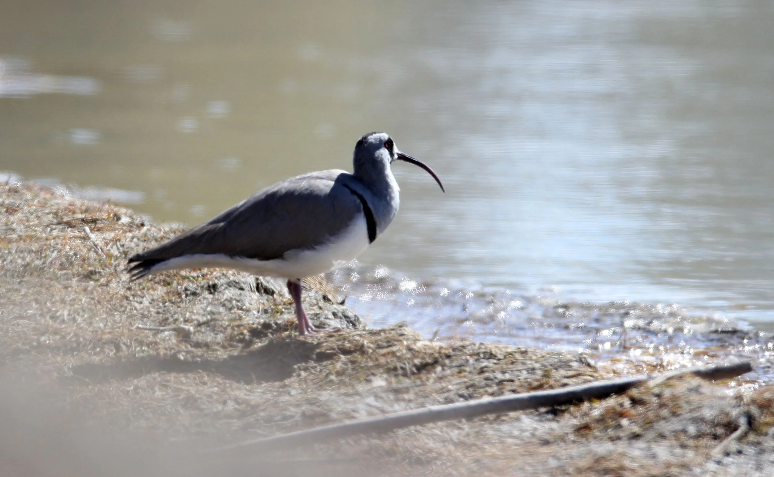 BIRD - IBISBILL - HEMIS NATIONAL PARK - LADAKH INDIA - JAMMU & KASHMIR NEAR LEH (122).JPG