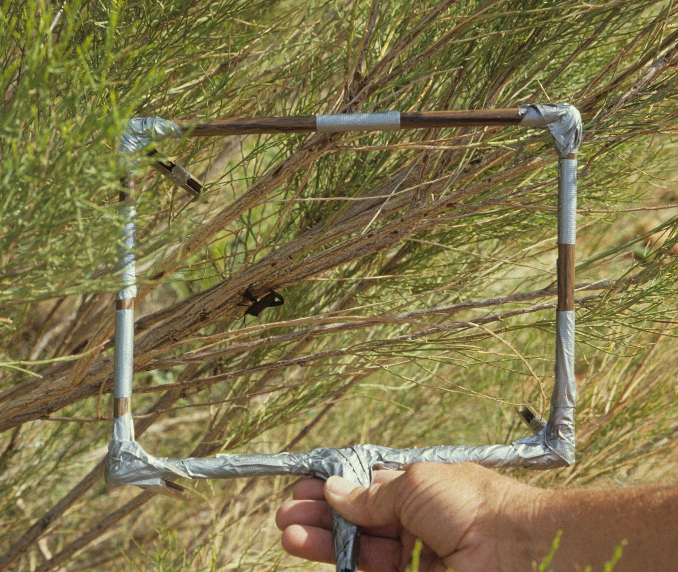 ARIZONA - MADERA CANYON - RESEARCH - DATA COLLECTION E.jpg