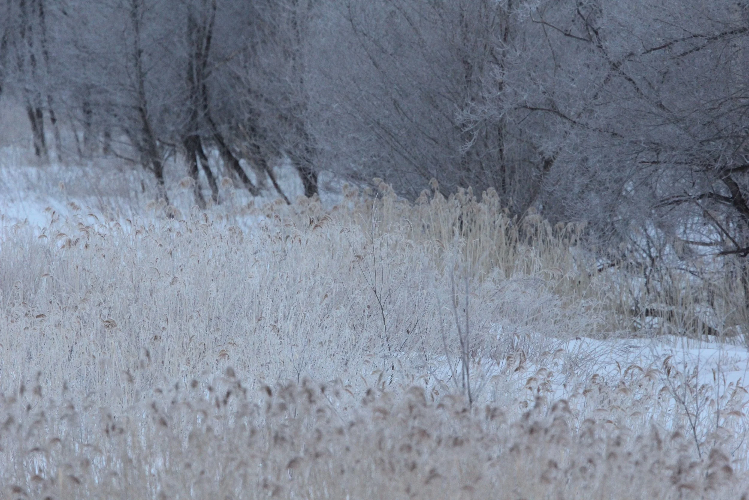 OTOWABASHI SETSUGAWA - TSURUI TOWN - HOKKAIDO JAPAN (13).JPG