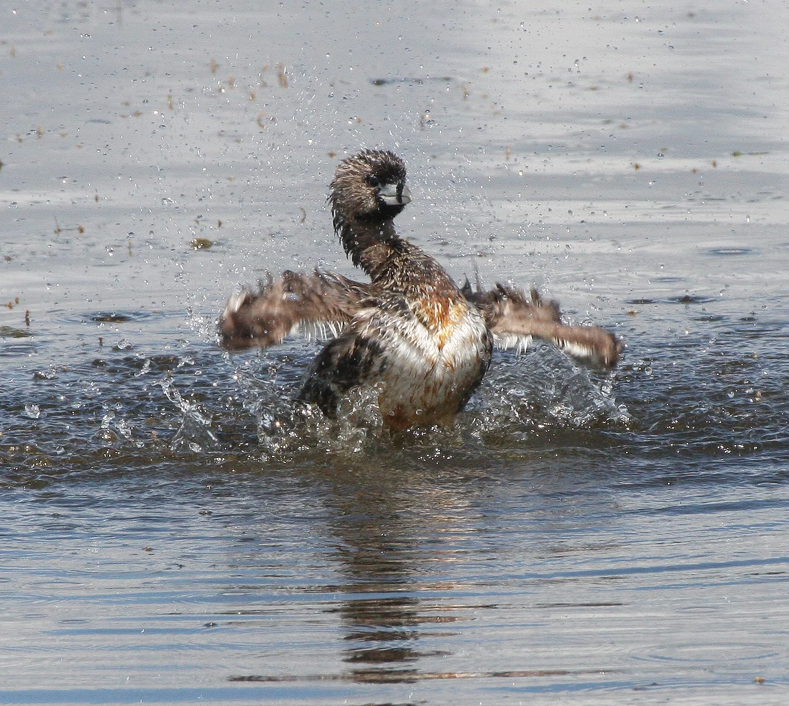 Pied-billed Grebe (Podilymbus podiceps) Ridgefield NWR Washington (34).JPG