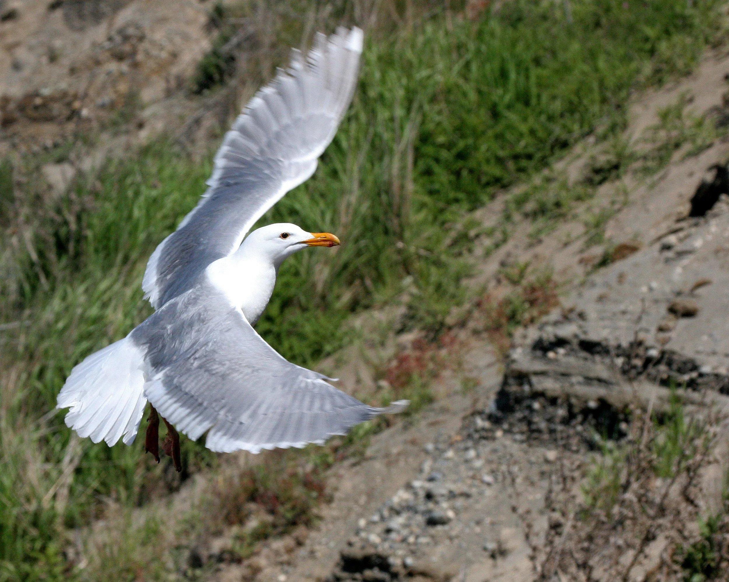 BIRD - GULL - GLAUCOUS WINGED GULL - DUNGENESS SPIT WILDLIFE RESERVE WA (23).JPG