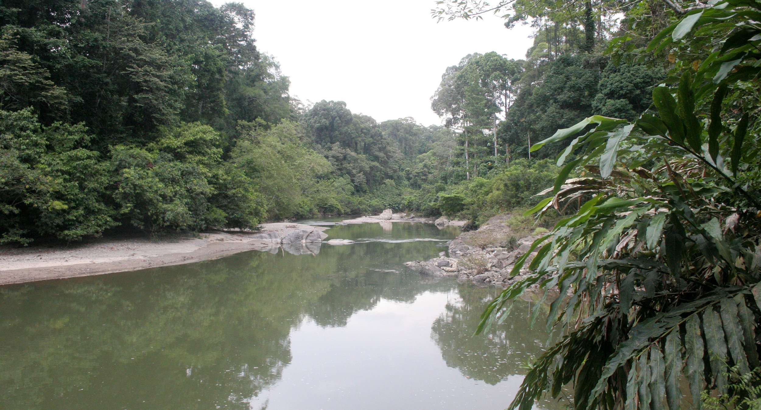 DANUM VALLEY BORNEO - RIVER SCENES (4).JPG