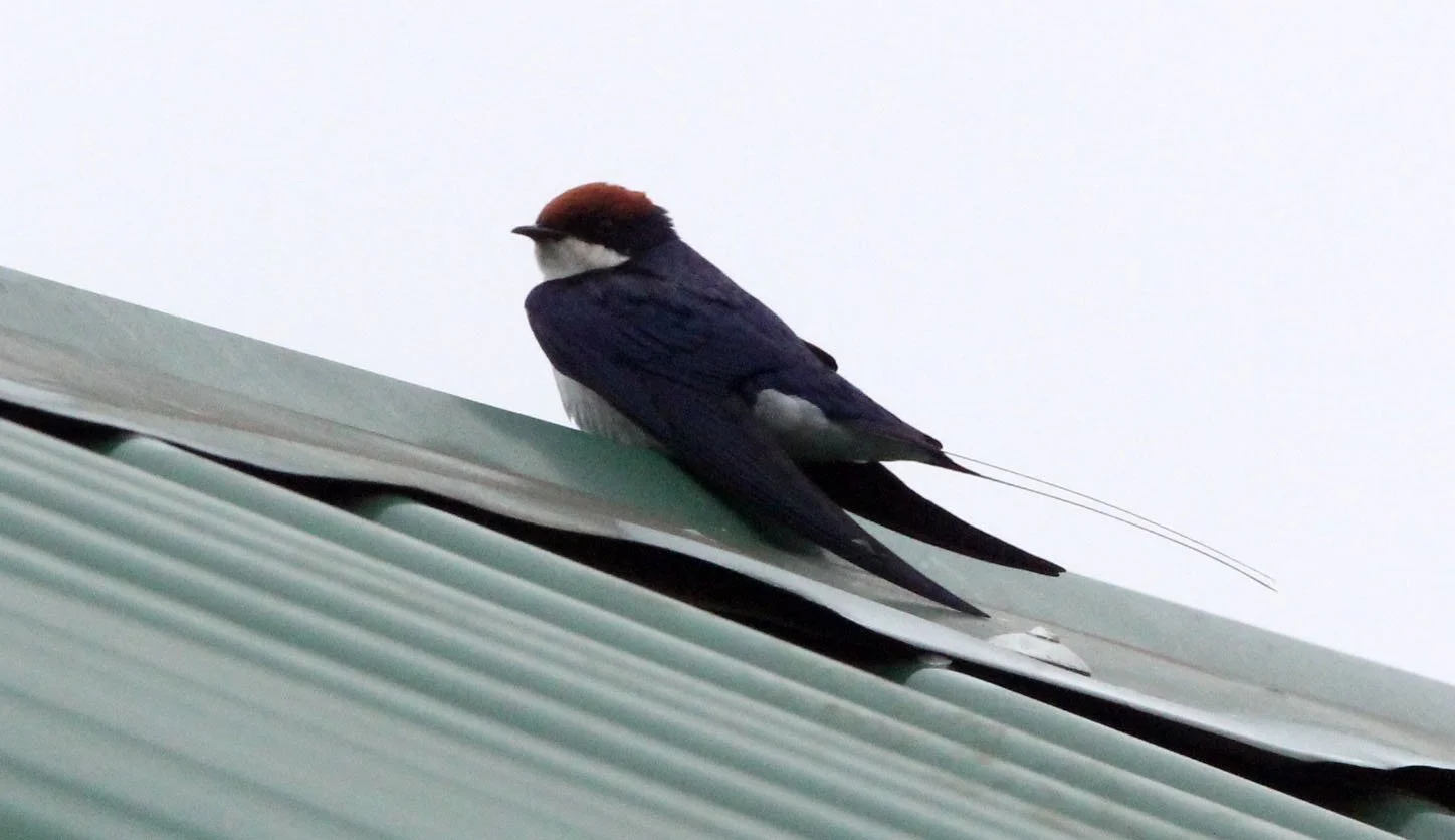 Wire-tailed Swallow (Hirundo smithii) Murchison Falls NP Uganda (1).JPG