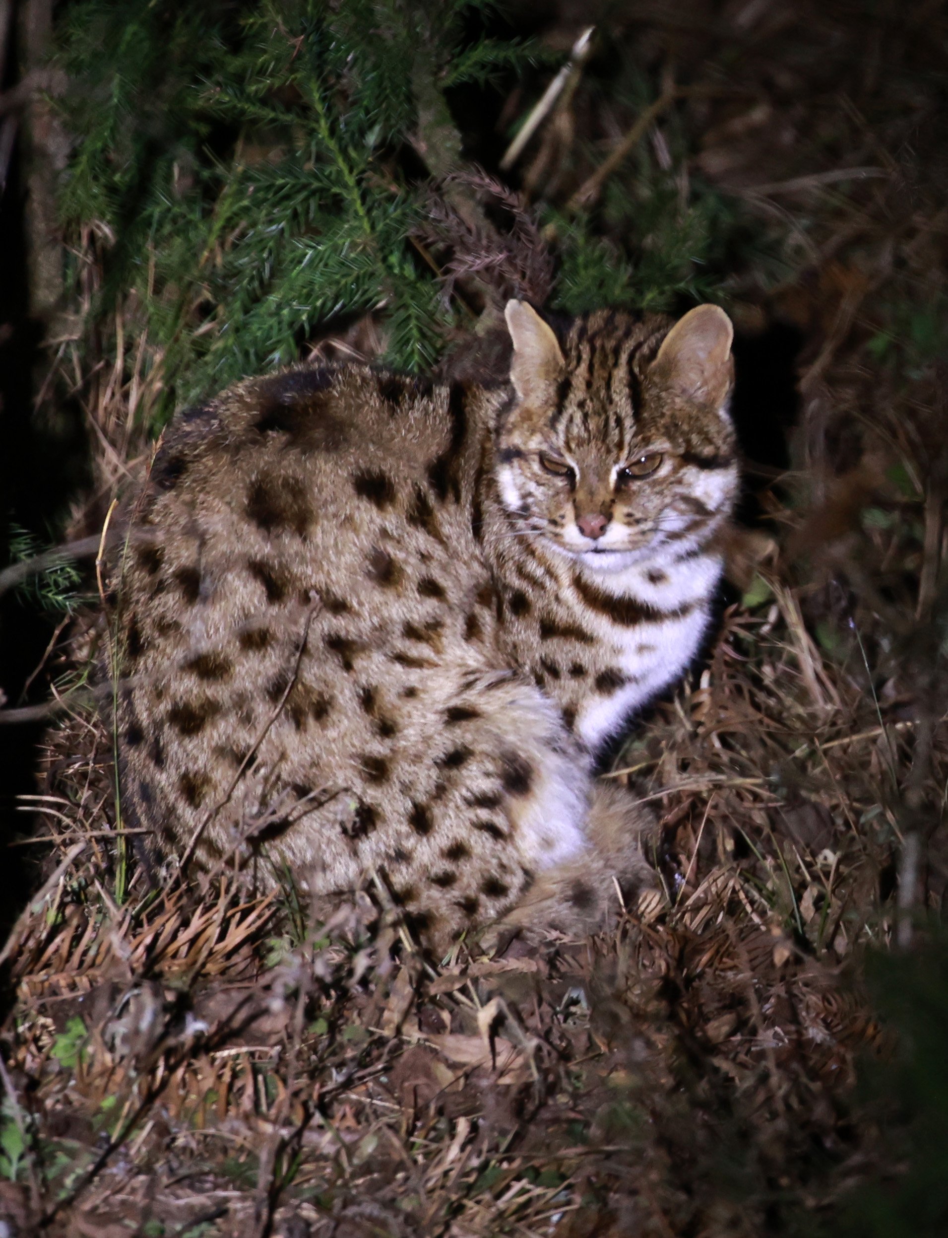 Mainland Leopard Cat (Prionailurus bengalensis) Tangjiahe National Nature Reserve, Sichuan China (15).jpg