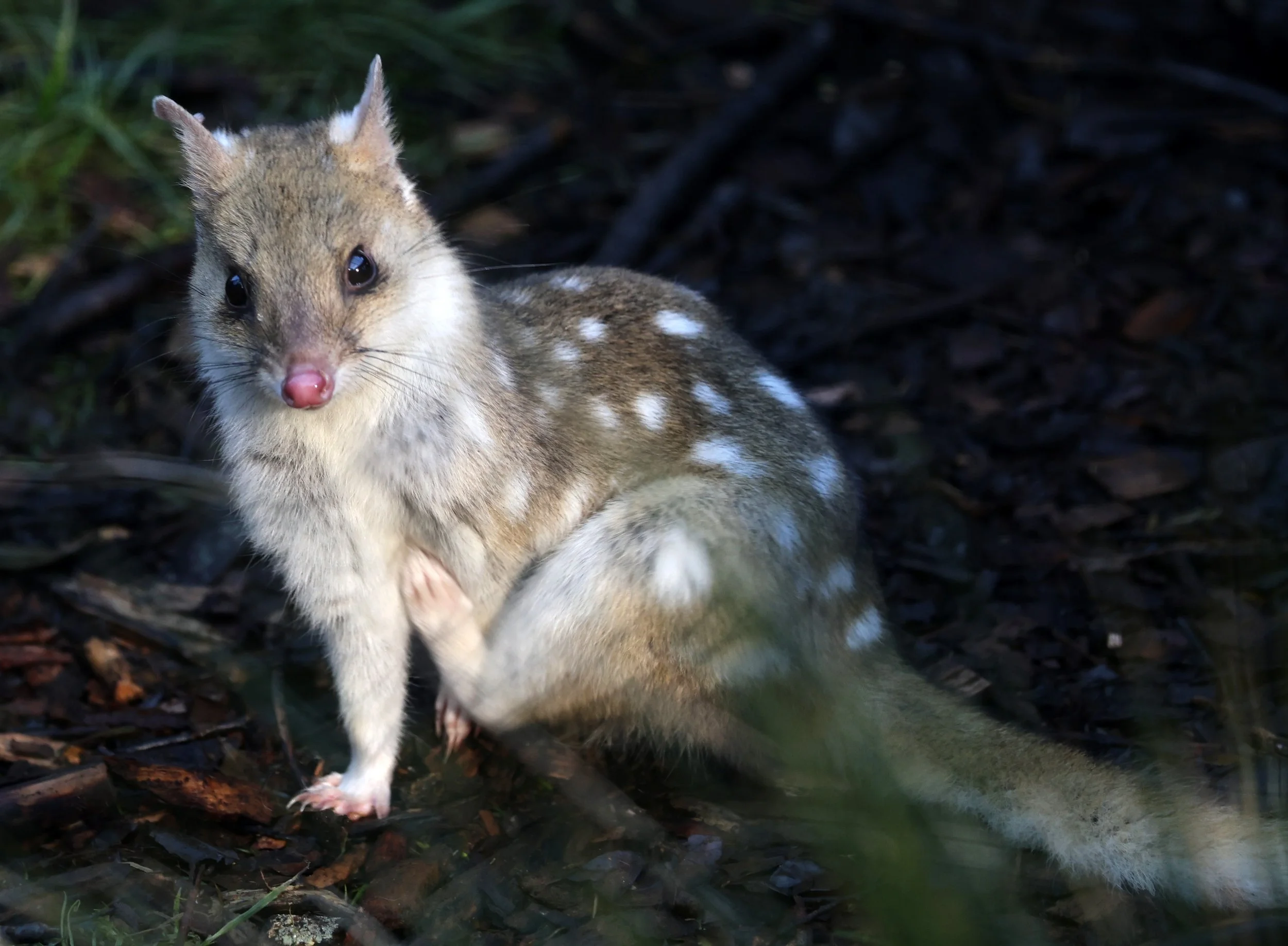 Eastern Quoll (Dasyurus viverrinus) Bruny Island - Tasmania 