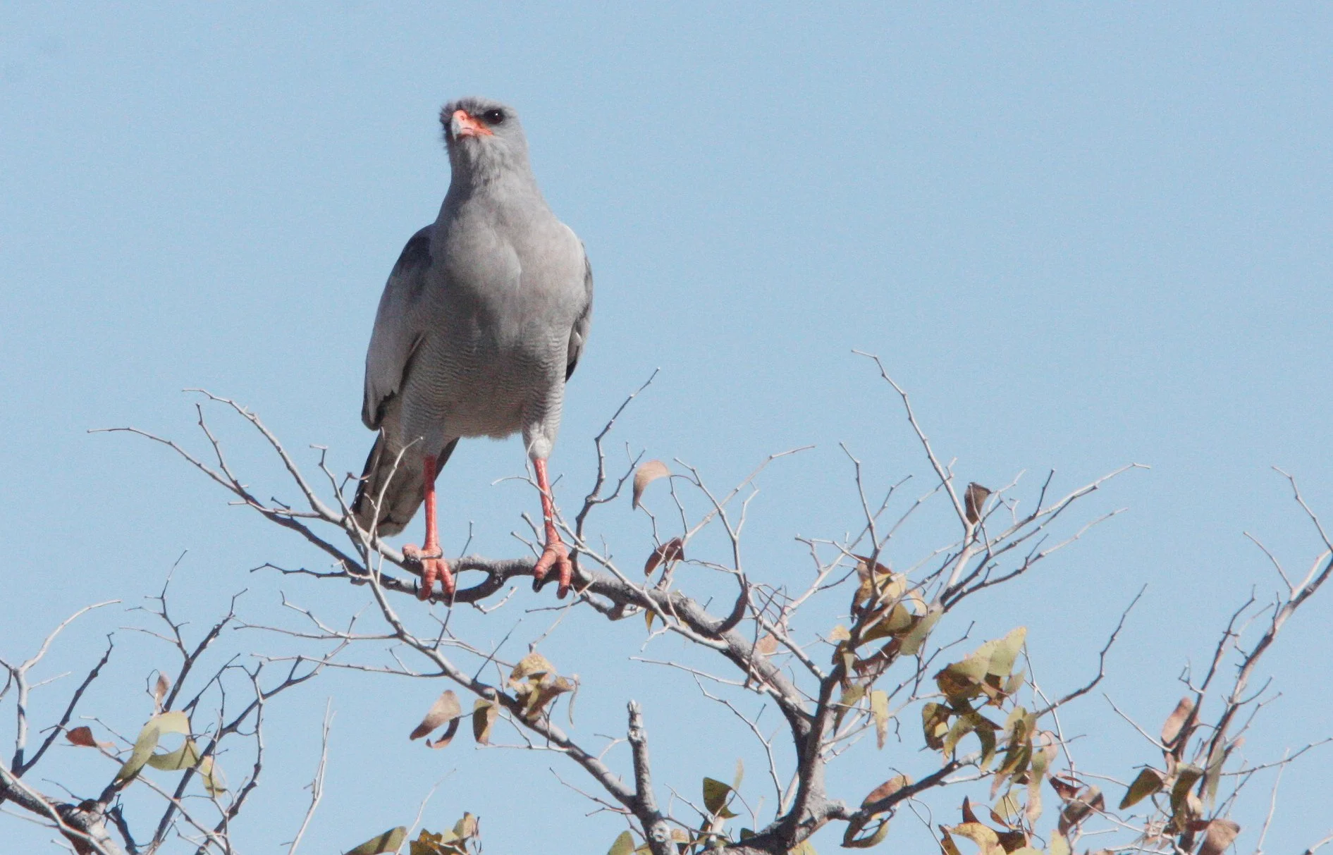 Melierax canorus - SOUTHERN PALE CHANTING GOSHAWK - MELIERAX CANORUS - ETOSHA NATIONAL PARK NAMIBIA (4).JPG