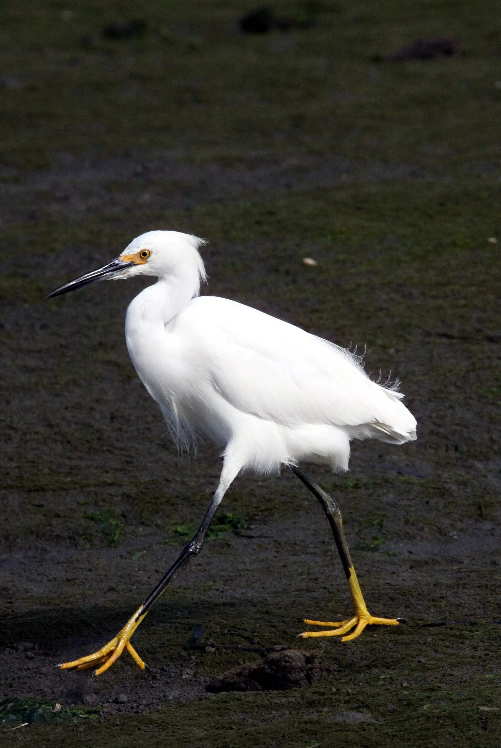 The following images are from various locations in USA