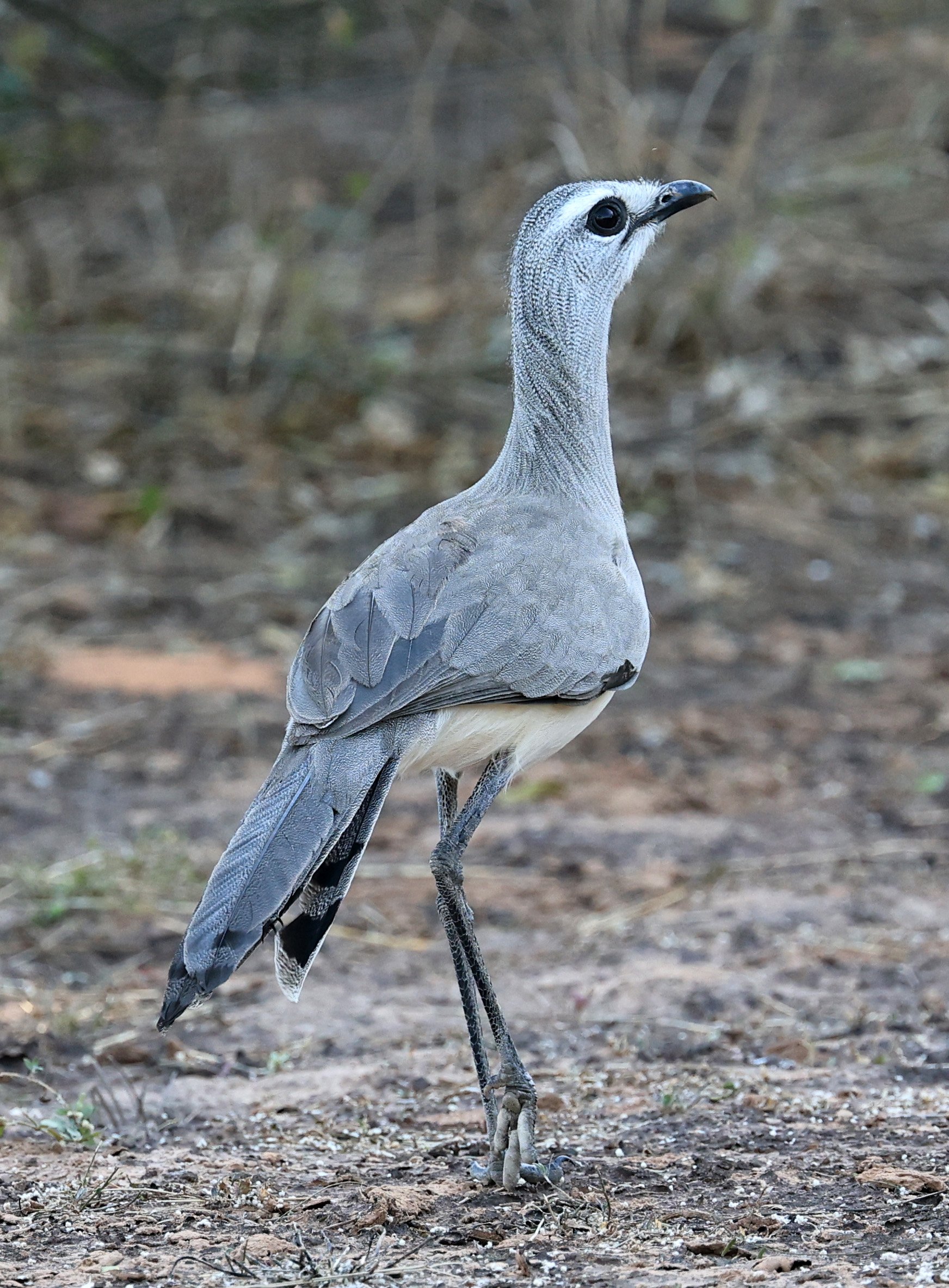 Black-legged Seriema (Chunga burmeisteri) Parque Nacional Teniente Agripino Enciso (20).jpg