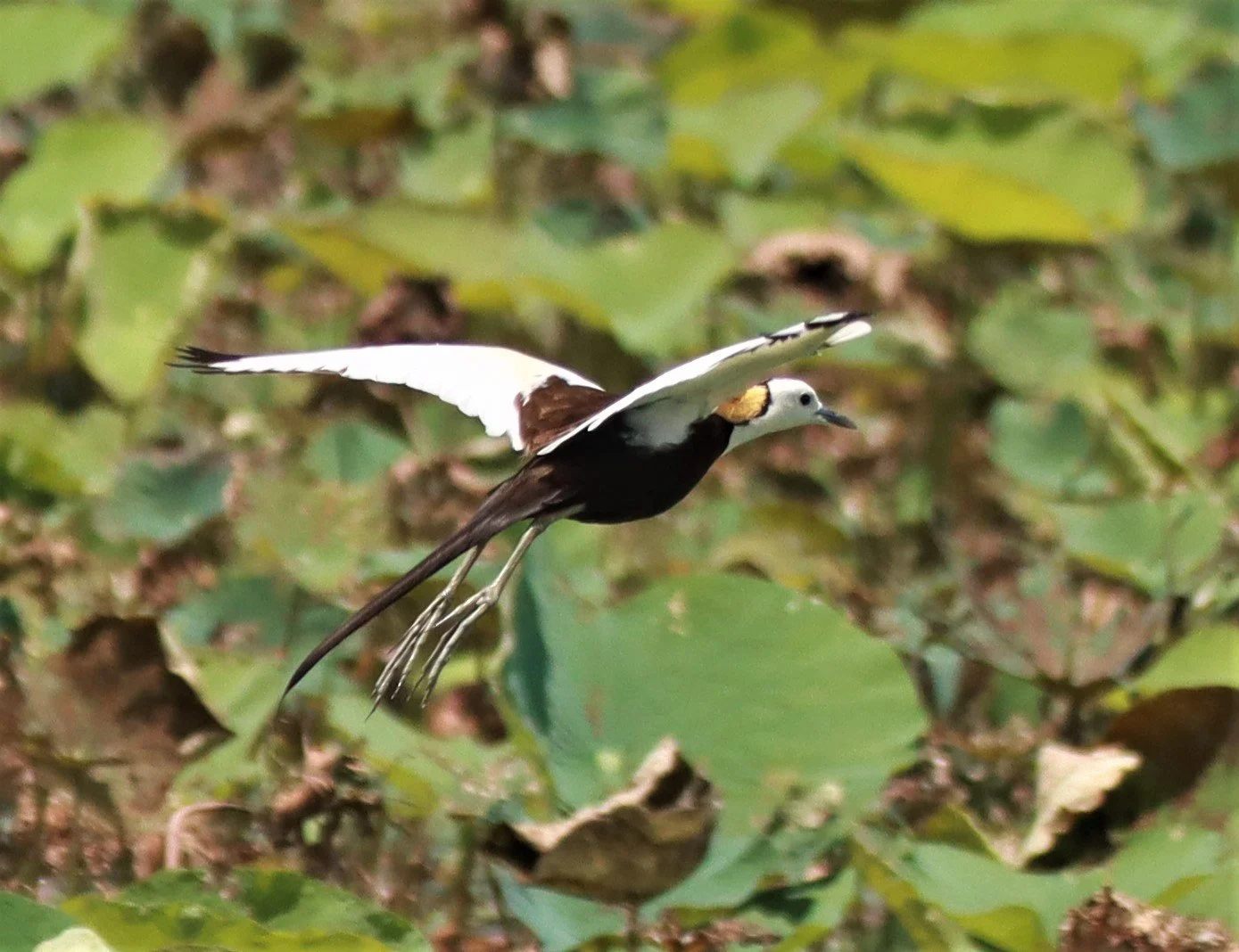 JACANA - PHEASANT-TAILED JACANA - Hydrophasianus chirurgus - BUENG BORAPHET NAKHON SAWAN AUGUST 2021 (154).jpg