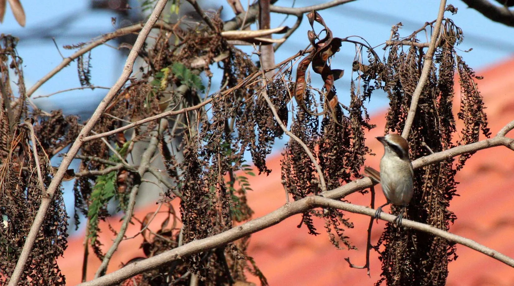 Brown Shrike (Lanius cristatus) Chiang Mai Thailand (11).JPG