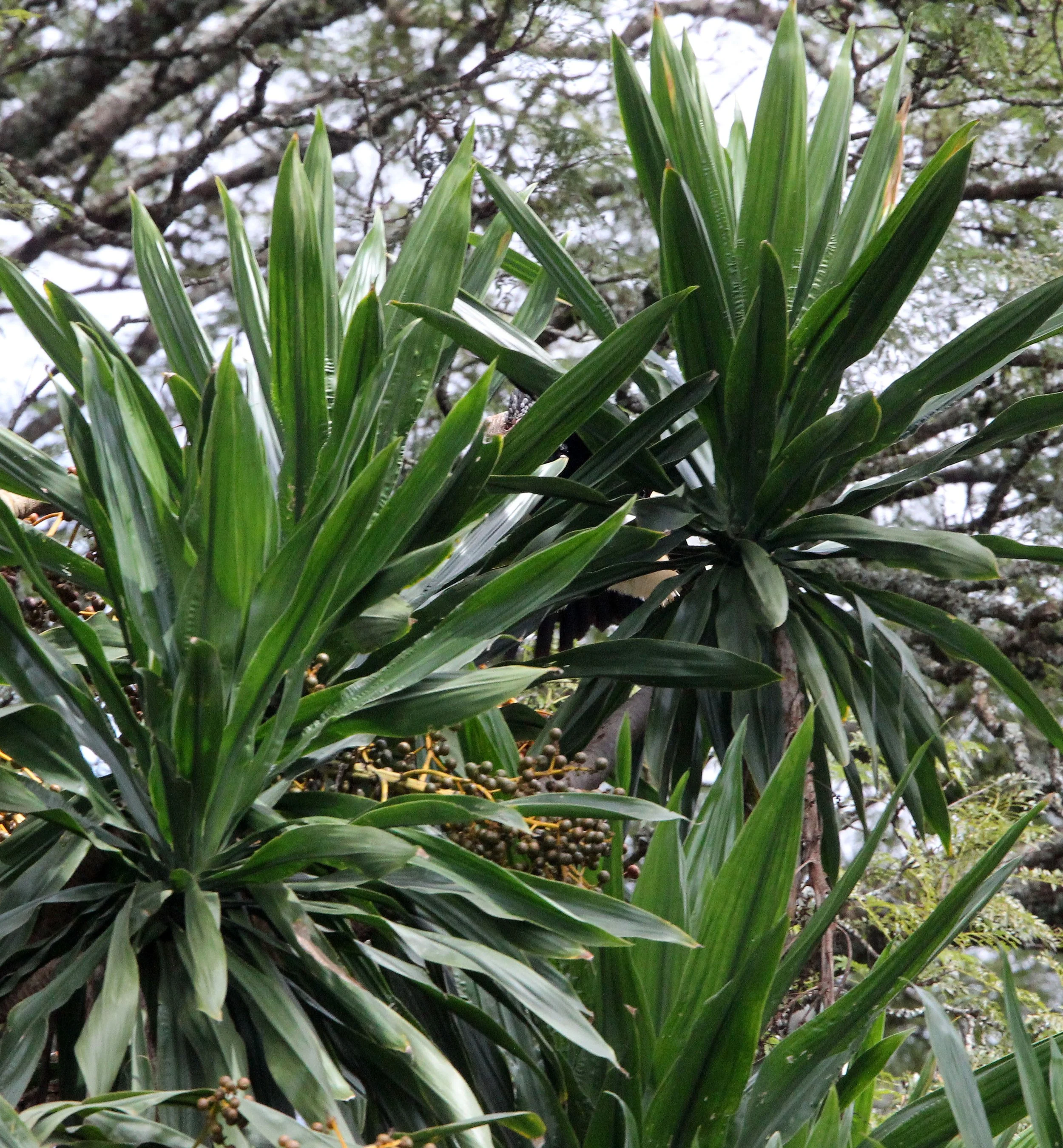 ABERDERES NATIONAL PARK KENYA (2).JPG
