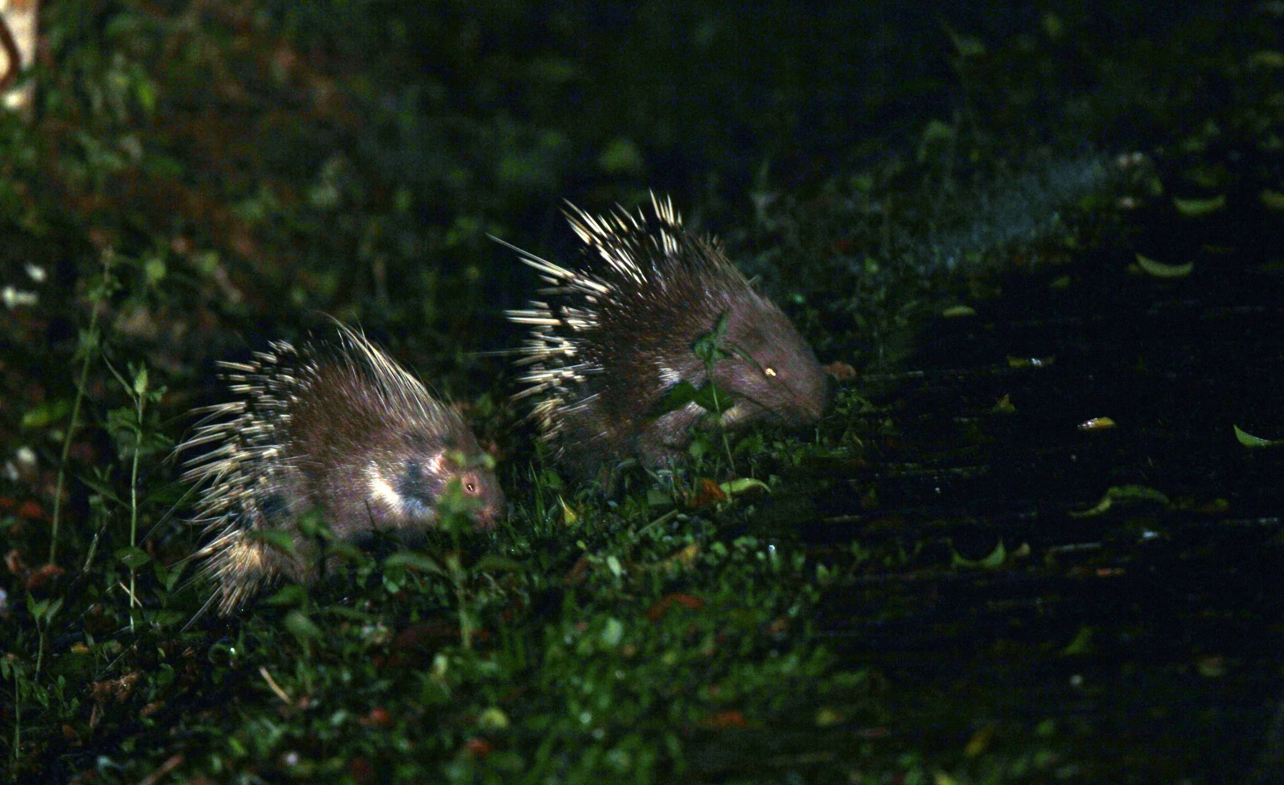 Hystrix brachyura - MALAYAN PORCUPINE - KHAO YAI NP THAILAND (10).JPG