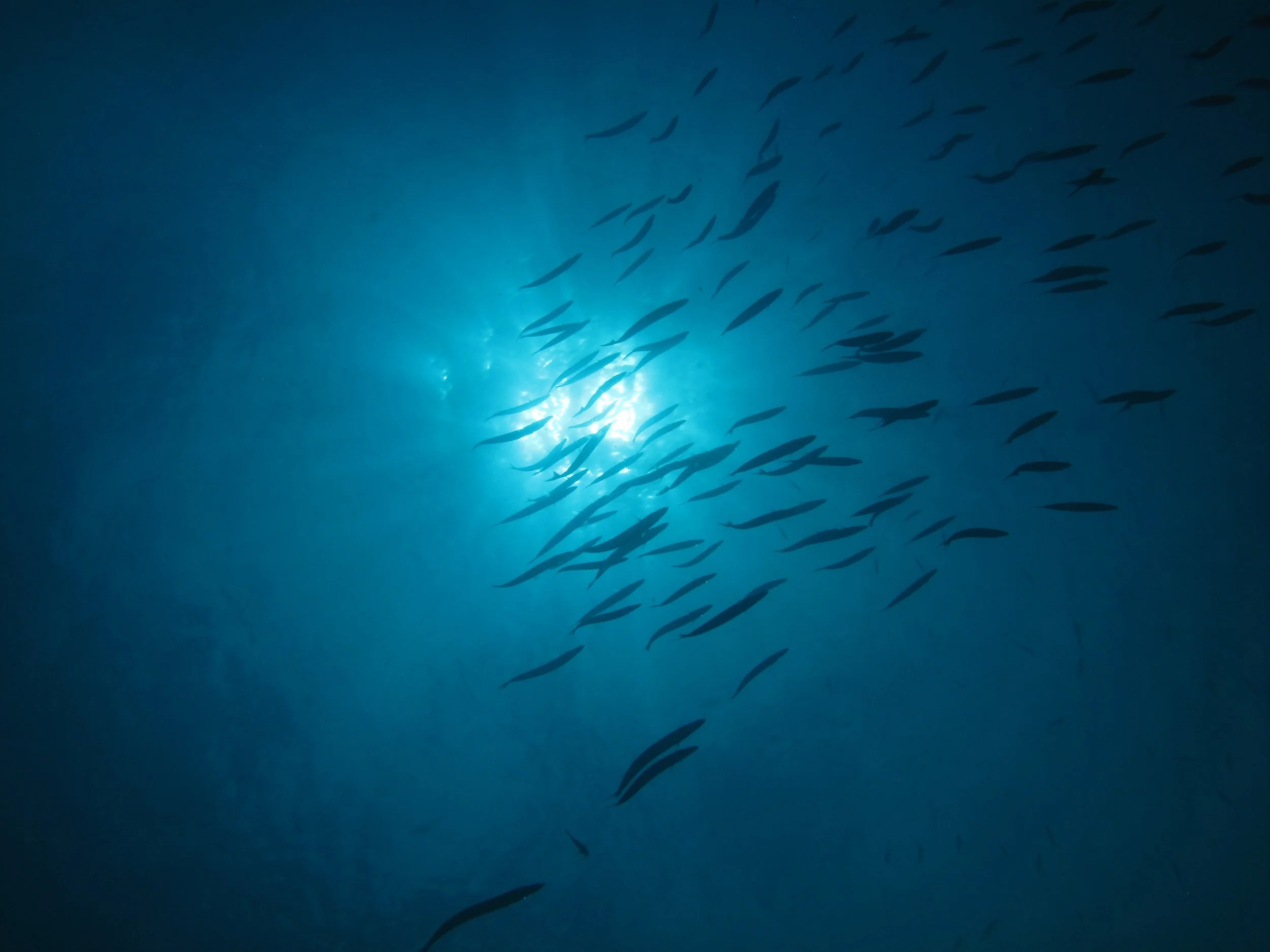 2013 Diving Koh Lanta (91).jpg