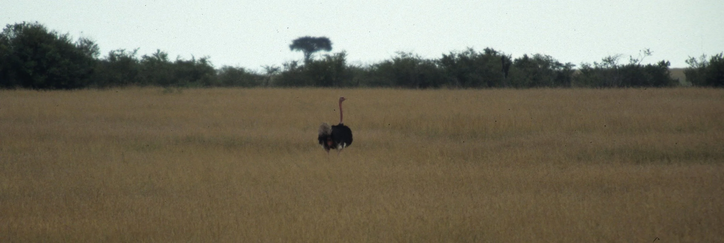 Struthio molybdophanes - SOMALI OSTRICH - SHABA scanned slides (8).jpg