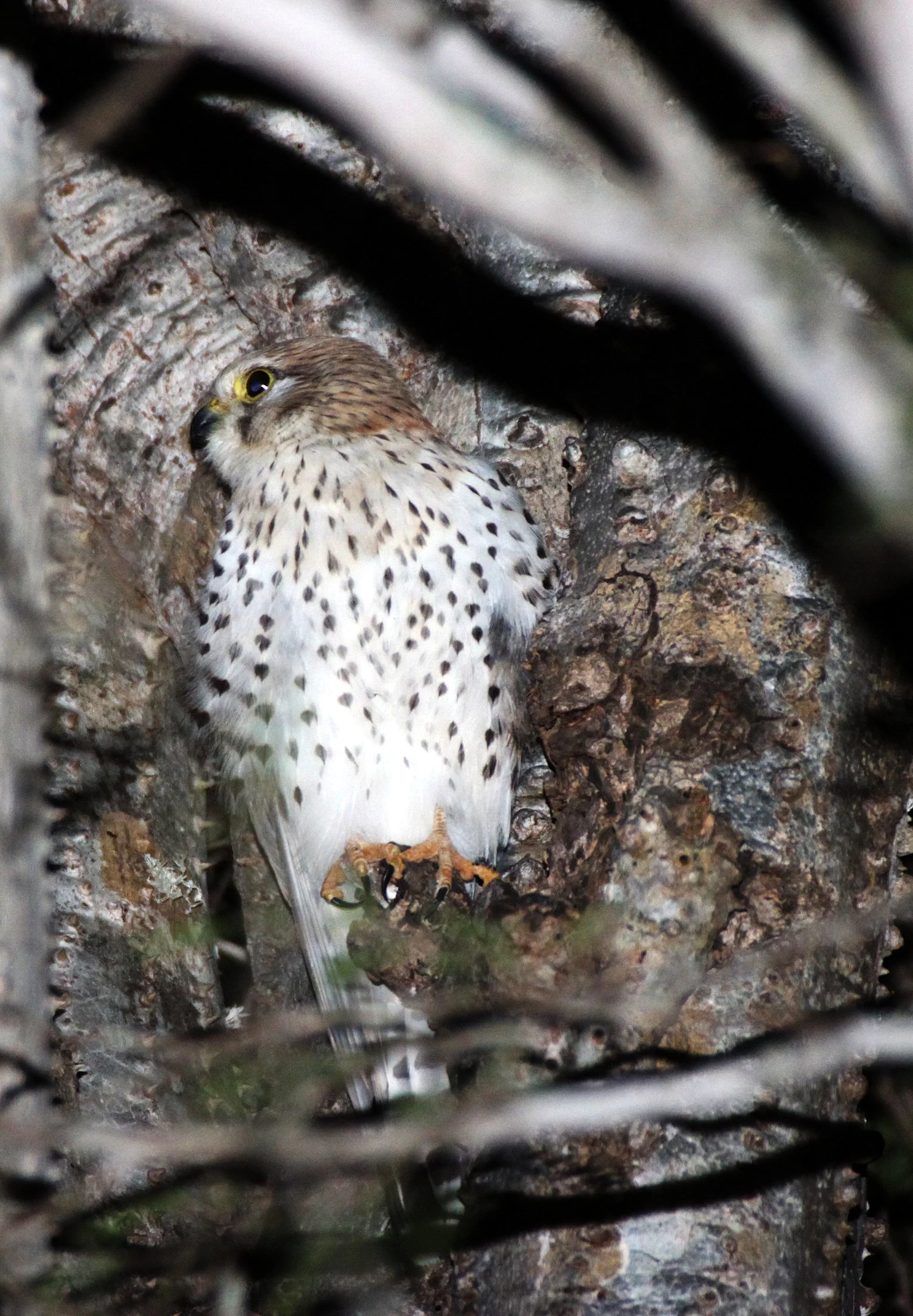 BIRD - KESTREL - MADAGASCAR KESTREL - FALCO NEWTONI - IMMATURE - BERENTY RESERVE MADAGASCAR (5).JPG