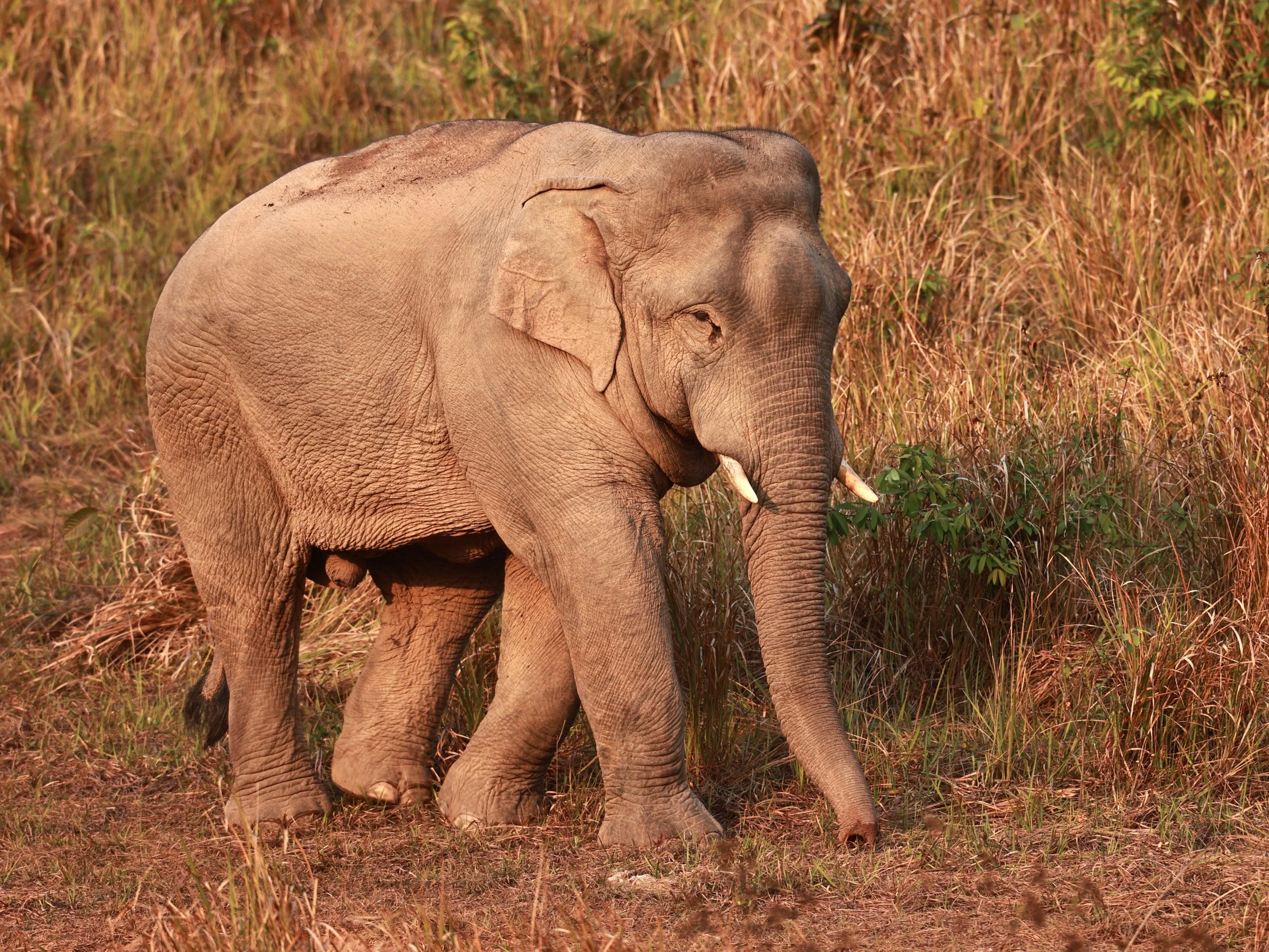 Asian Elephant (Elephas maximus) Khao Yai National Park, Thailand (64).jpg