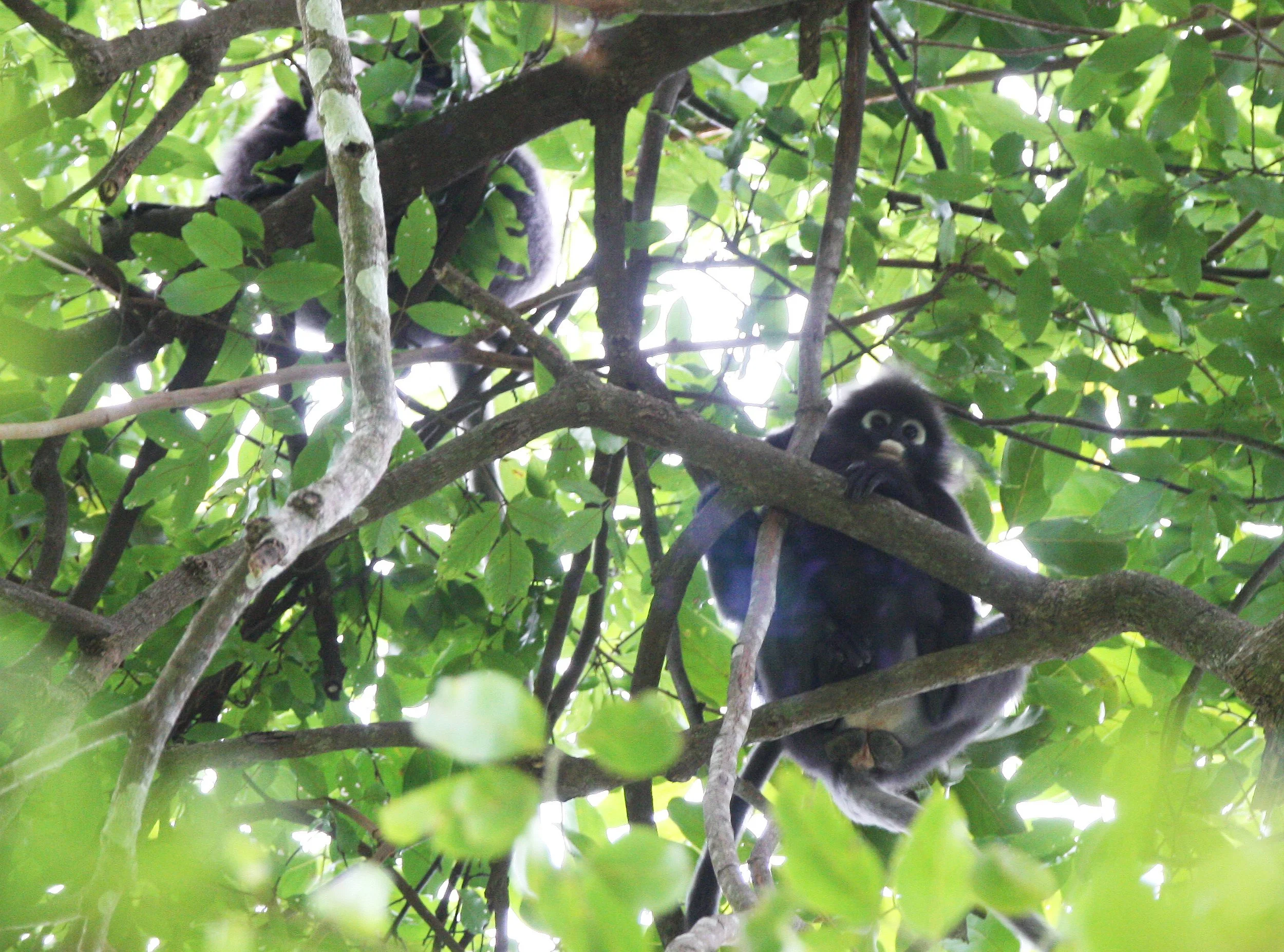 CERCOPITHECIDAE - Trachypithecus obscurus flavicauda - BLOND-TAILED (DUSKY) LANGUR - KOH LANTA NP THAILAND (21).JPG
