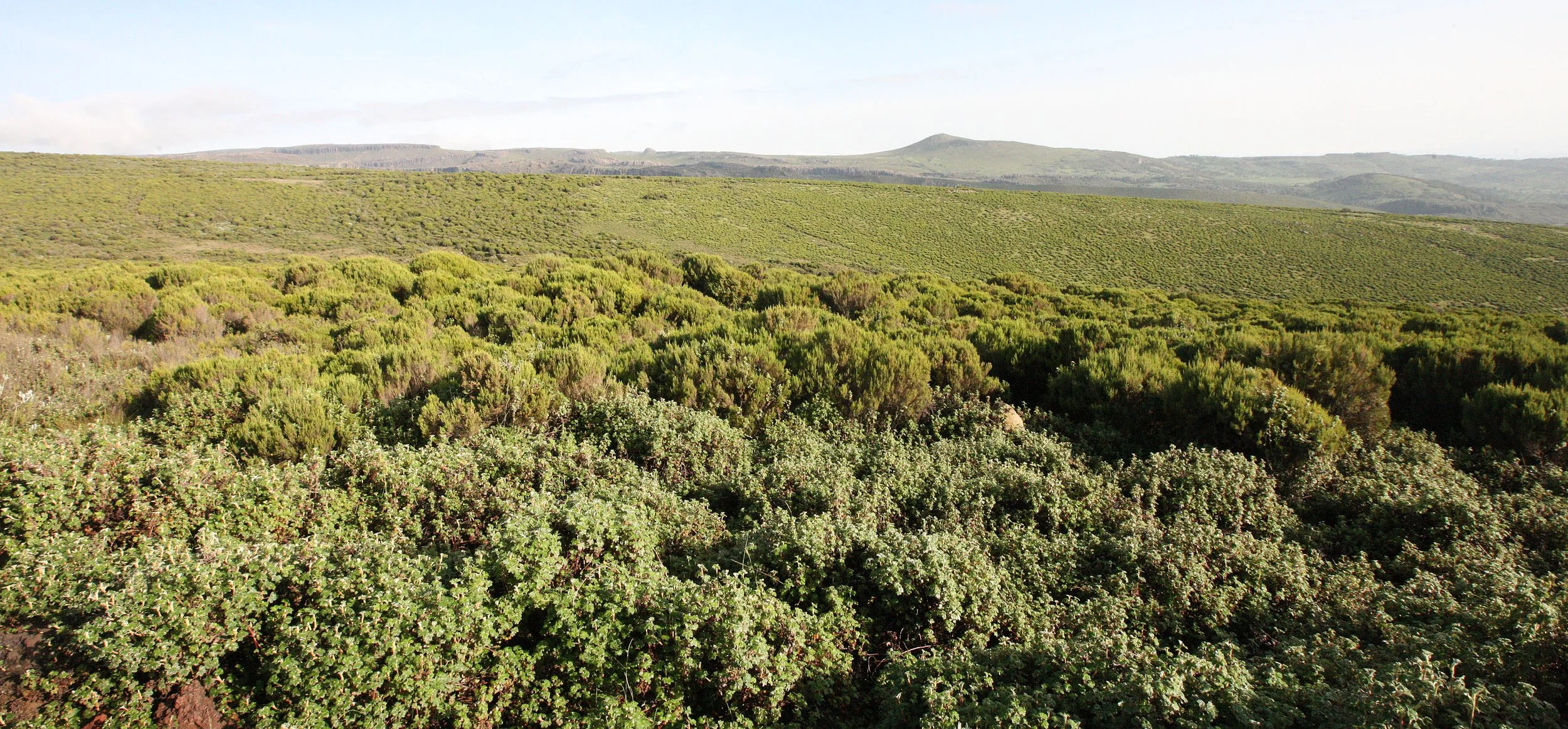 BALE MOUNTAINS NATIONAL PARK ETHIOPIA - SANETTI PLATEAU (42).JPG