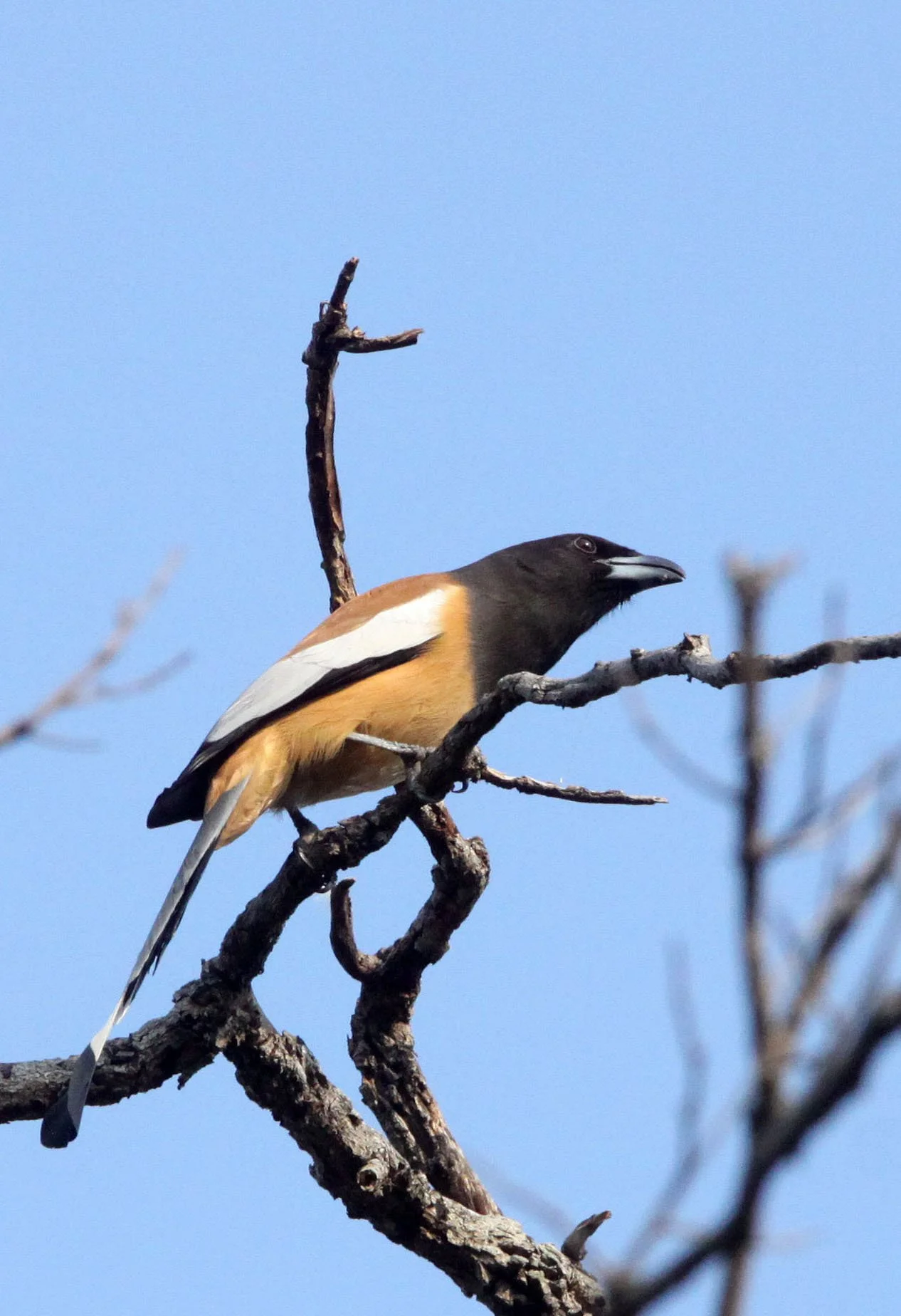 BIRD - TREEPIE - RUFOUS TREEPIE - BANDHAVGAR NATIONAL PARK INDIA (3).JPG