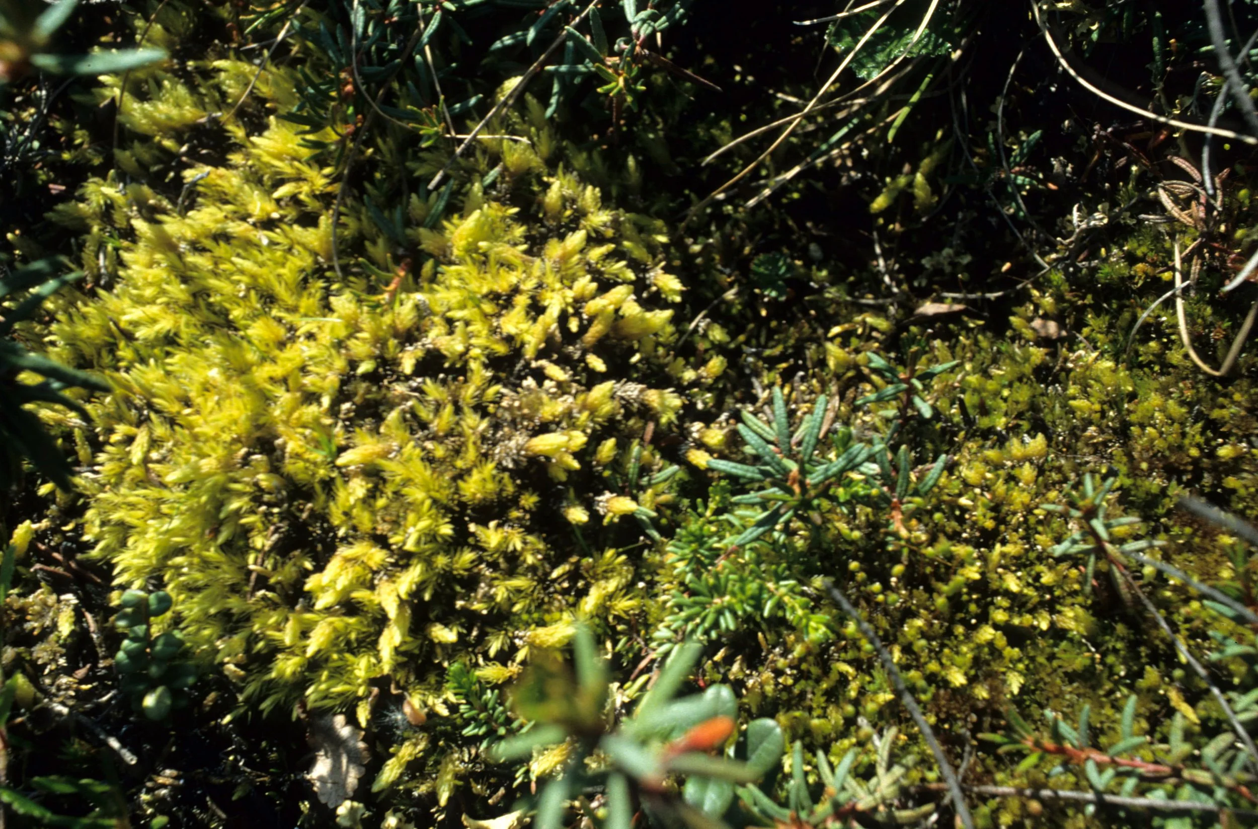 YUKON - DWARF LABRADOR TEA WITH MOSSES.jpg