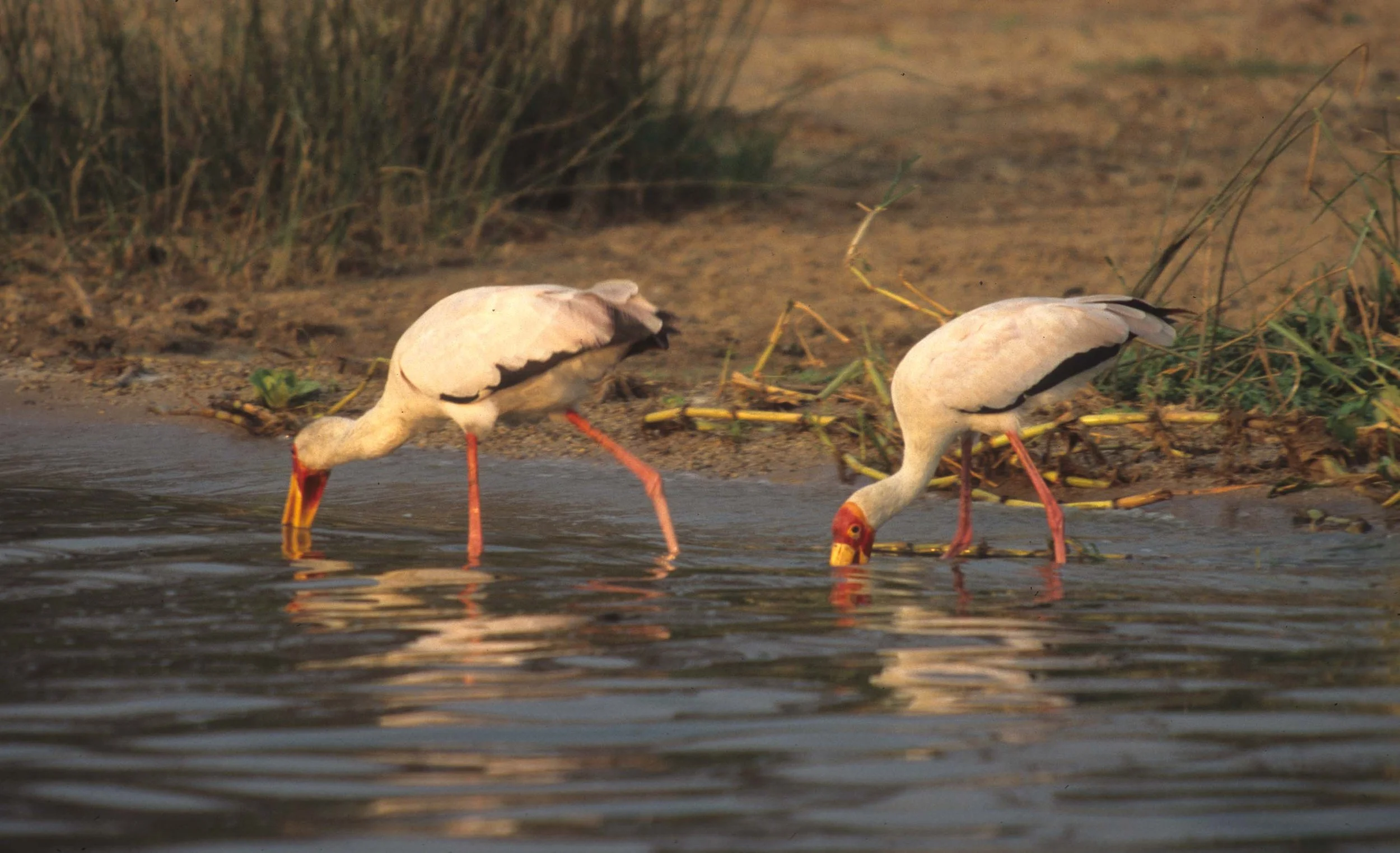 BIRDS - STORK - YELLOWBILL - UGANDA.jpg