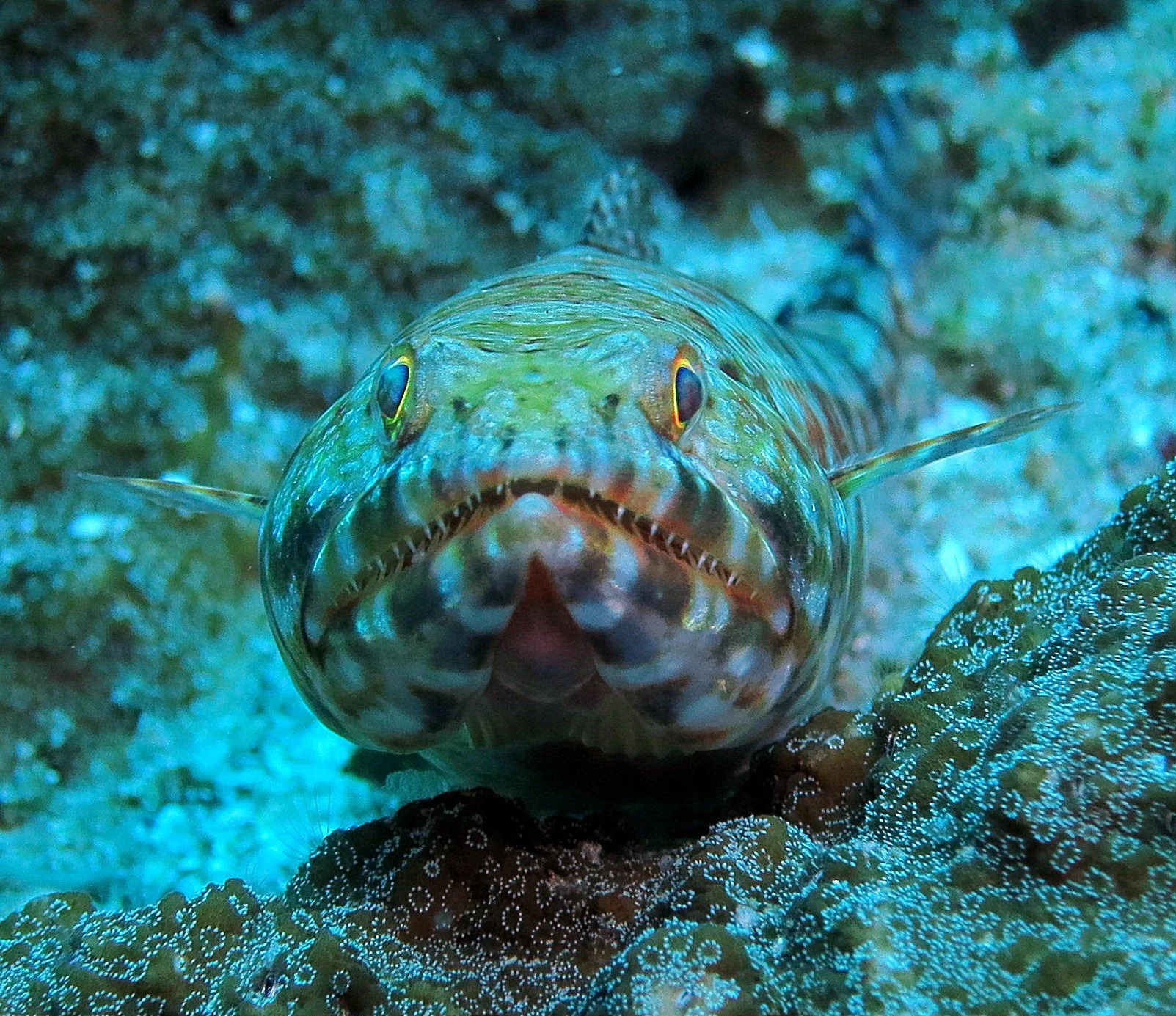 Synodontidae - Synodus hoshinonis - Blackear Lizardfish - Similans Thailand.JPG