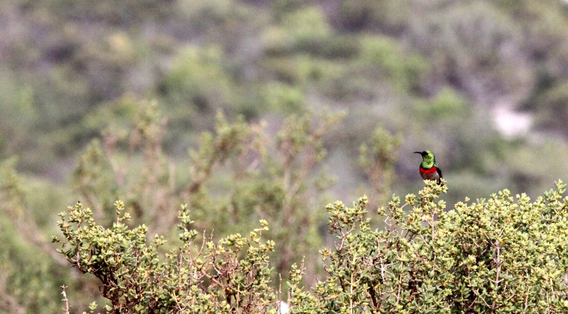 BIRD - SUNBIRD - SOUTHERN LESSER DOUBLE-COLLARED SUNBIRD - LAMBERT'S BAY SOUTH AFRICA (5).JPG
