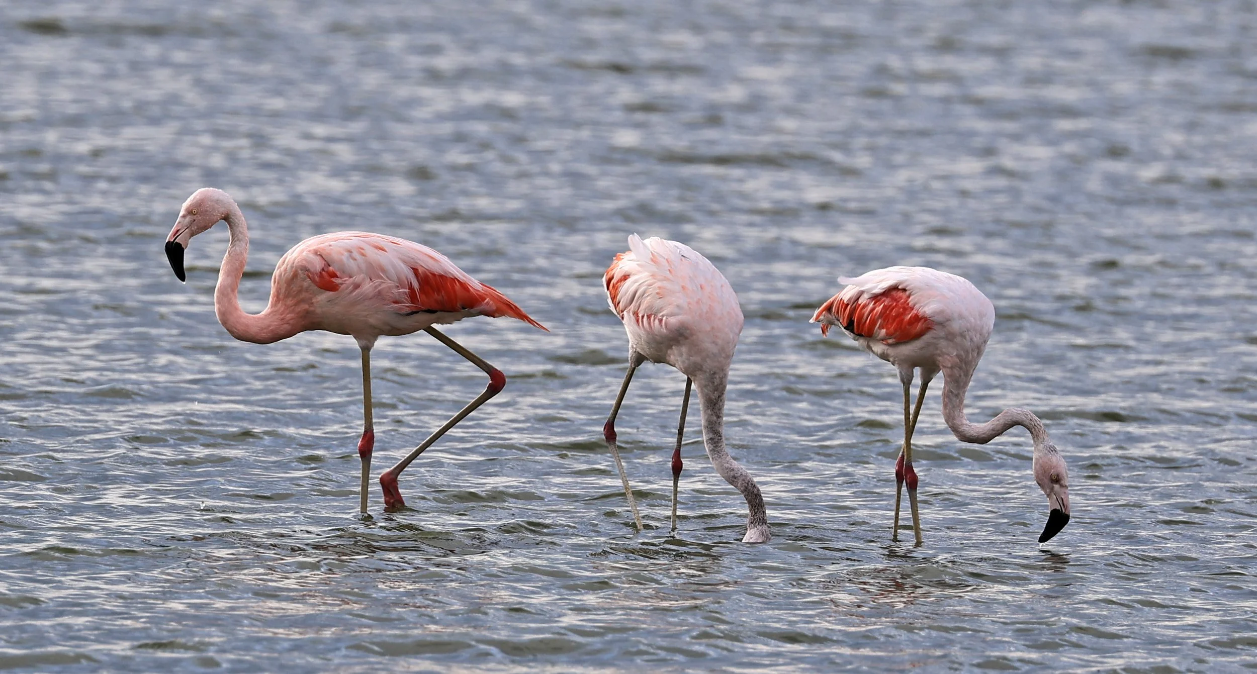Chilean Flamingo (Phoenicopterus chilensis) Chaco Lodge & Laguna Salada Paraguay (13).jpg