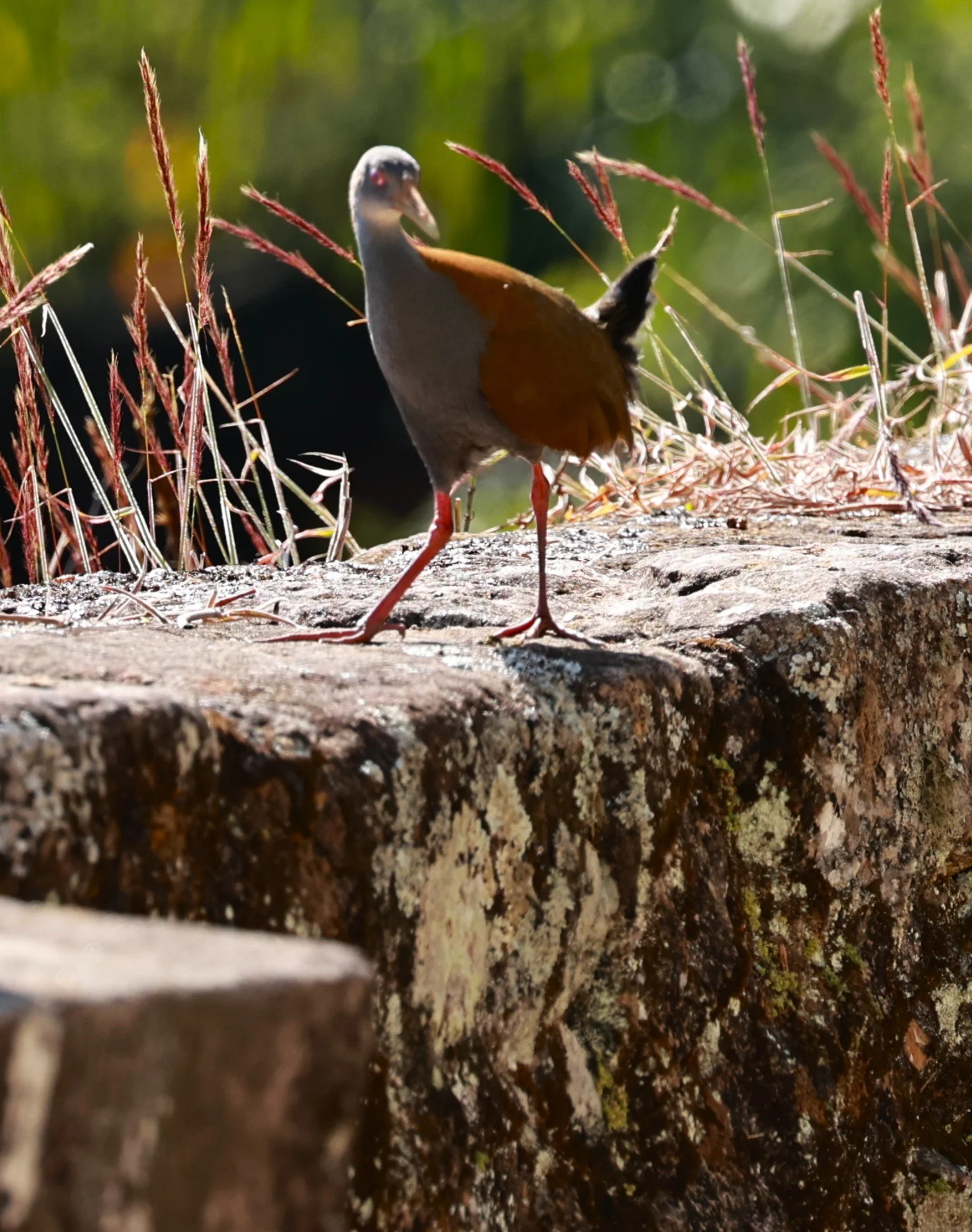 Slaty-breasted Wood-rail (Aramides saracura) Caraca Sanctuary & Seminary, Minas Gerais Brazil (1).JPG