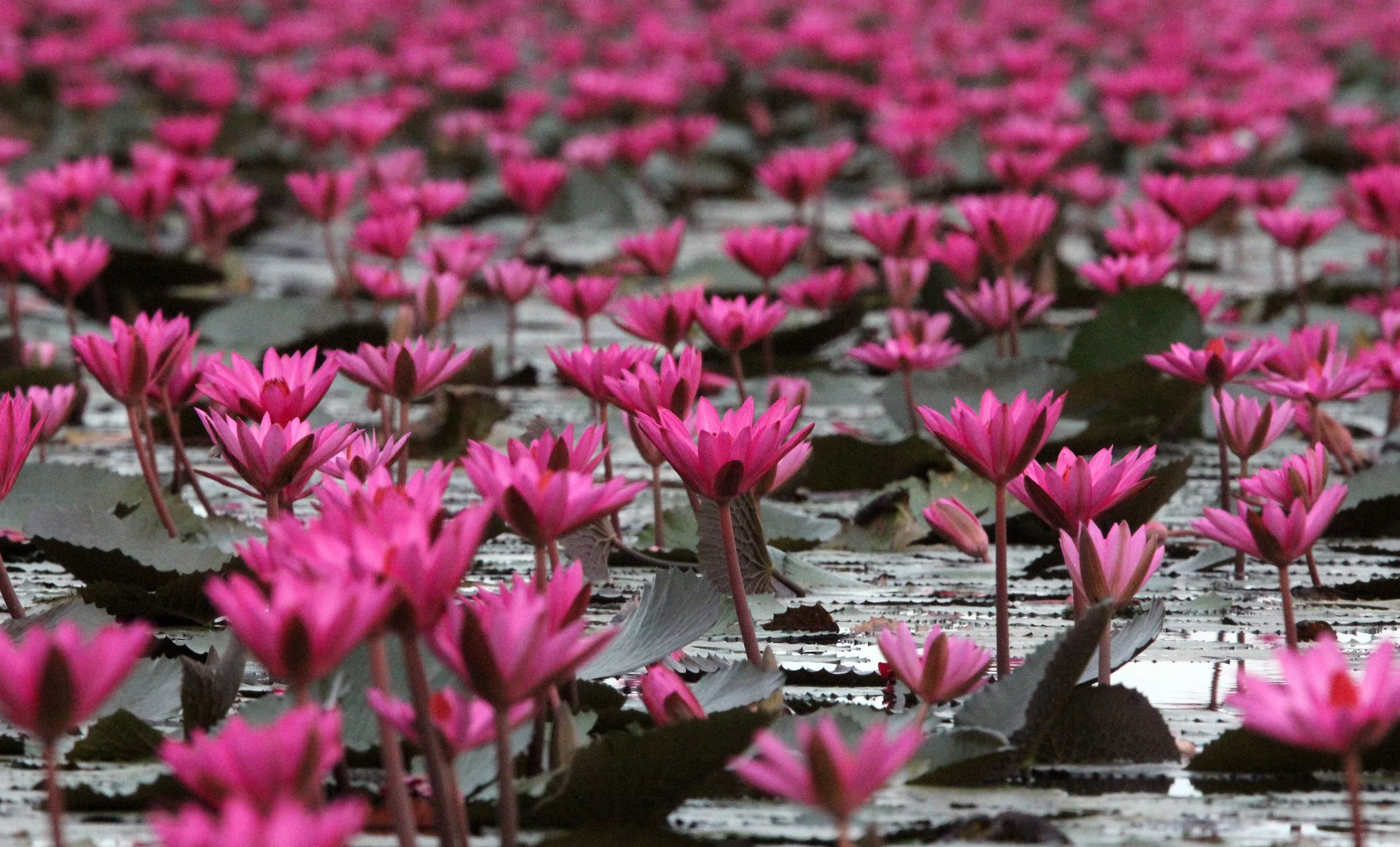 2018 Red Lotus Sea Wetlands Udon Thani Road Trip (79).JPG