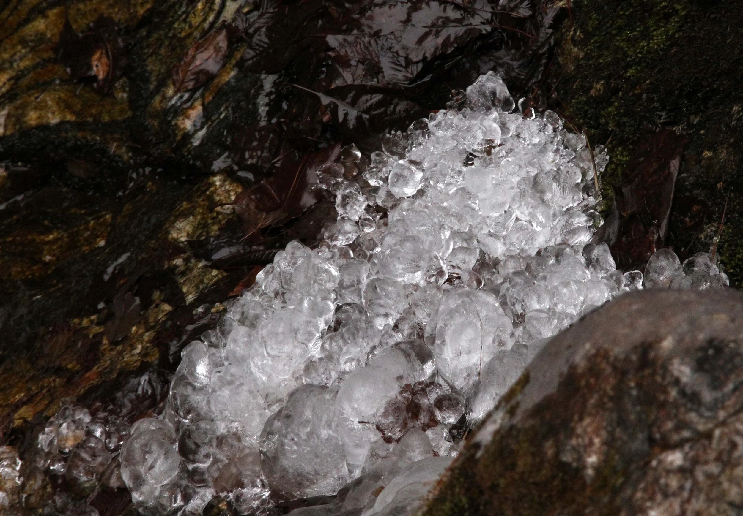 FOPING NATURE RESERVE - SHAANXI PROVINCE CHINA (161).JPG