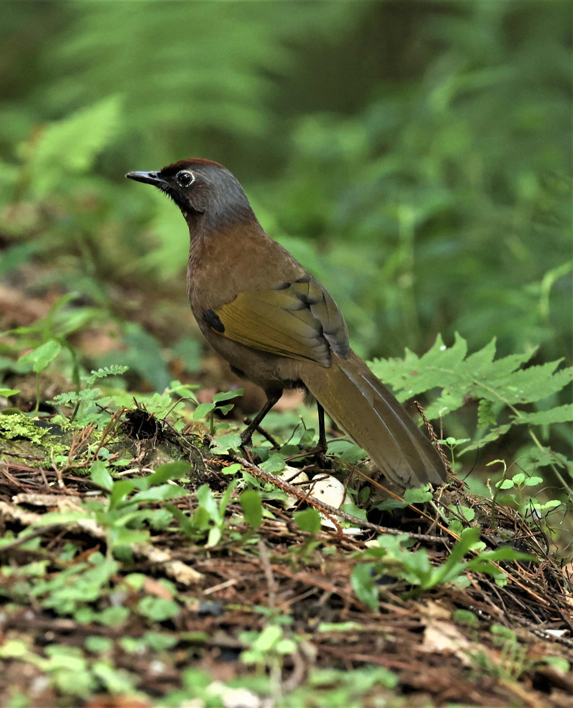 Trochalopteron peninsulae - MALAYAN LAUGHINGTHRUSH - FRASER'S HILL, MALAYSIA JUNE 2022 (28).jpg