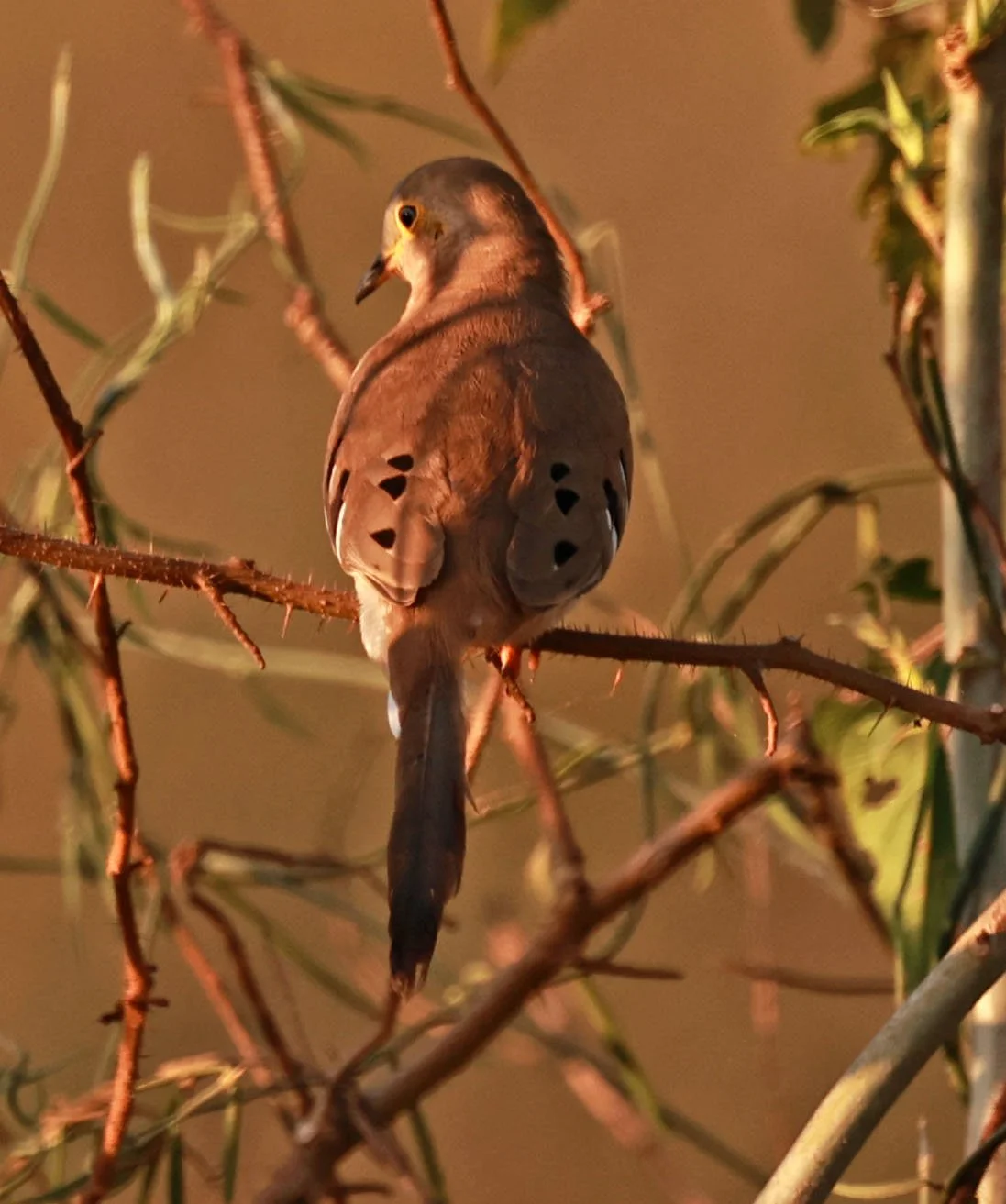 Long-tailed Ground-Dove (Uropelia campestris) Pantanal, Pouso Alegre Lodge, Brazil (2).jpg