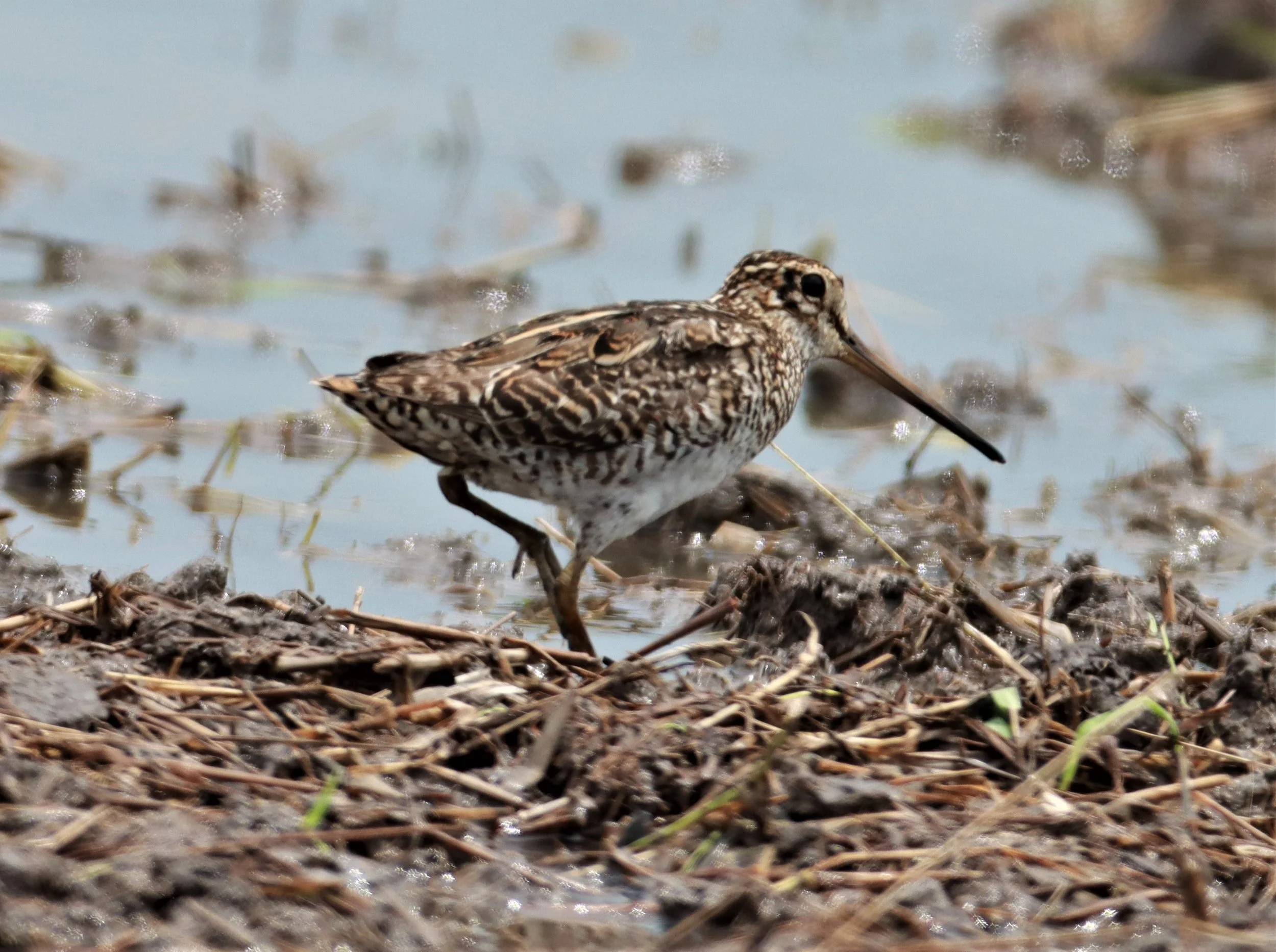 SNIPE - PINTAIL SNIPE - Gallinago stenura - PATHUM THANI RICE RESEARCH CENTER AUG 11 2021 (12).jpg