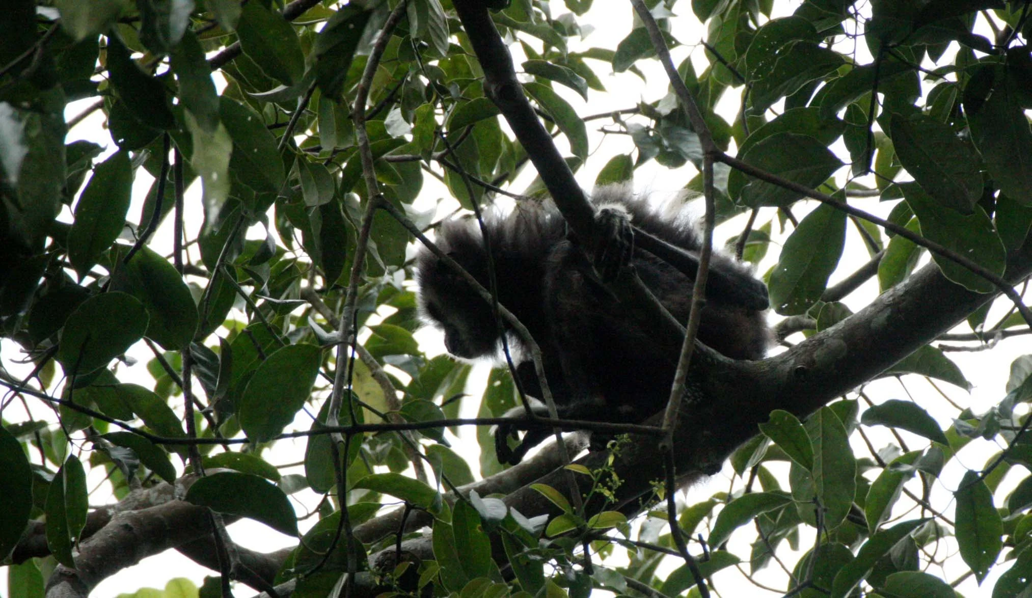 HYLOBATIDAE - Hylobates lar entelloides - LAR GIBBON (WHITE-HANDED) - BLACK FORM - KHAO YAI THAILAND (9).JPG