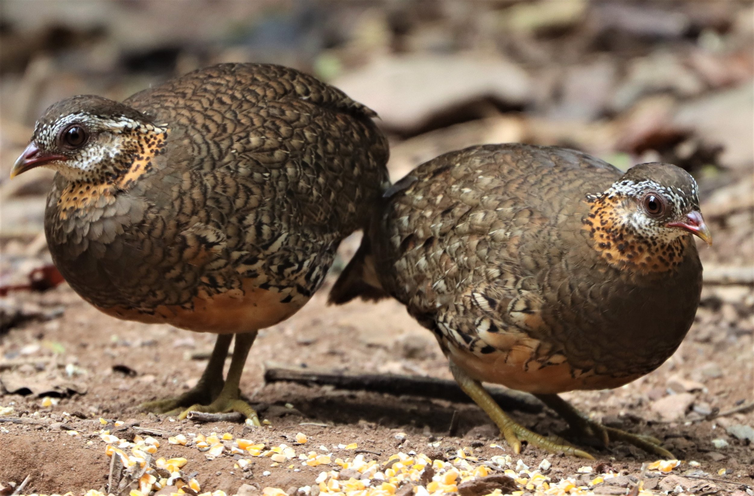 Scaly-breasted or Green-legged Partridge (Arborophila chloropus)