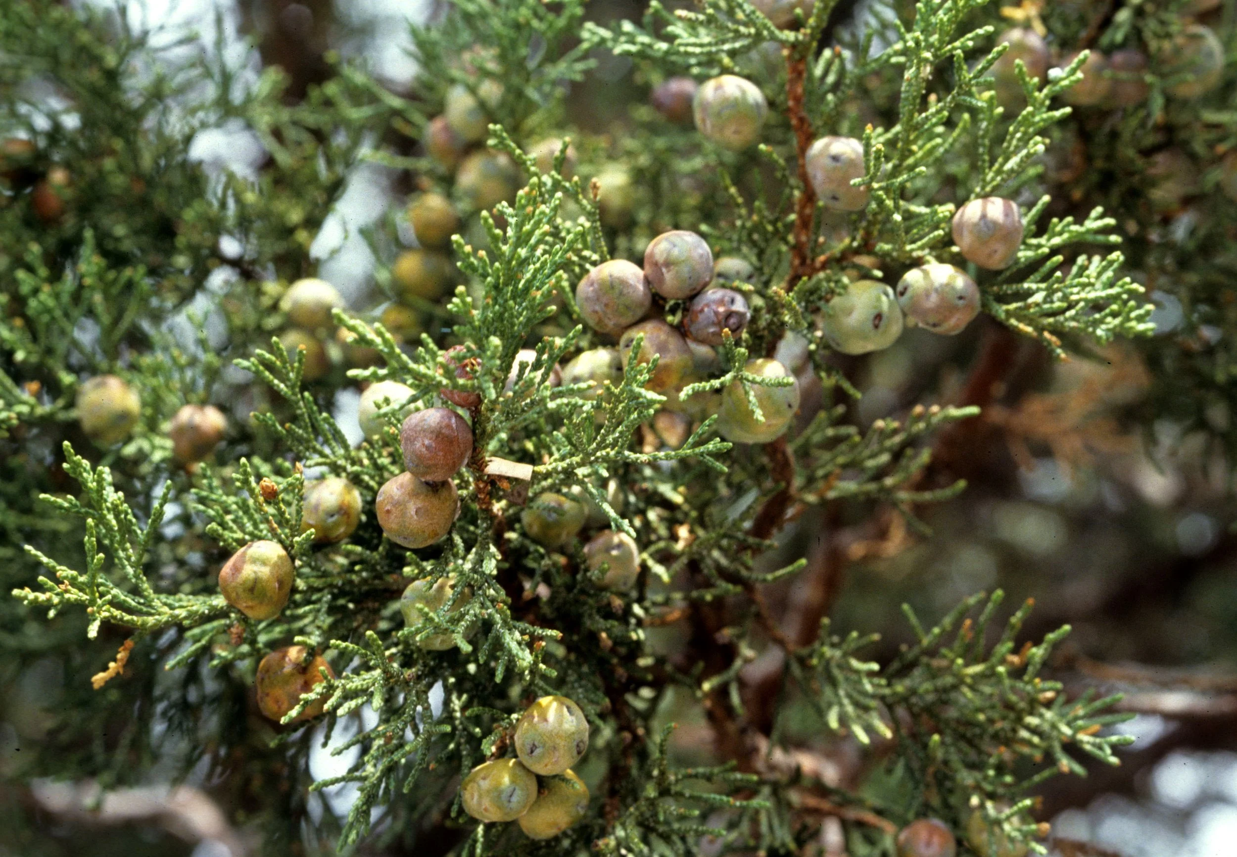 JOSHUA TREE - JUNIPERUS OSPEOSPERMA - UTAH JUNIPER.jpg