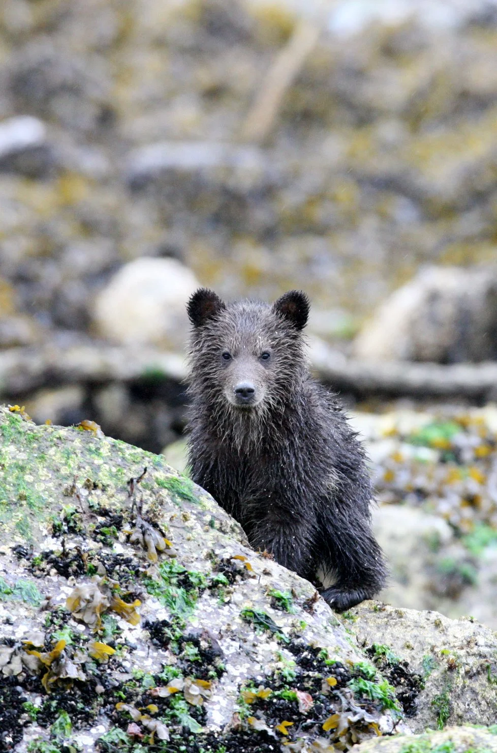 Ursus arctos stikeenensis - STICKEEN'S GRIZZLY BEAR - MOM AND HER FIRST YEAR CUBS - KNIGHT'S INLET BRITISH COLUMBIA (119).JPG