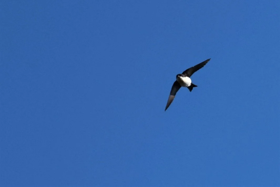 Blue-and-white Swallow (Pygochelidon cyanoleuca) Rio de Janeiro, Brazil June 2023 (4).jpg