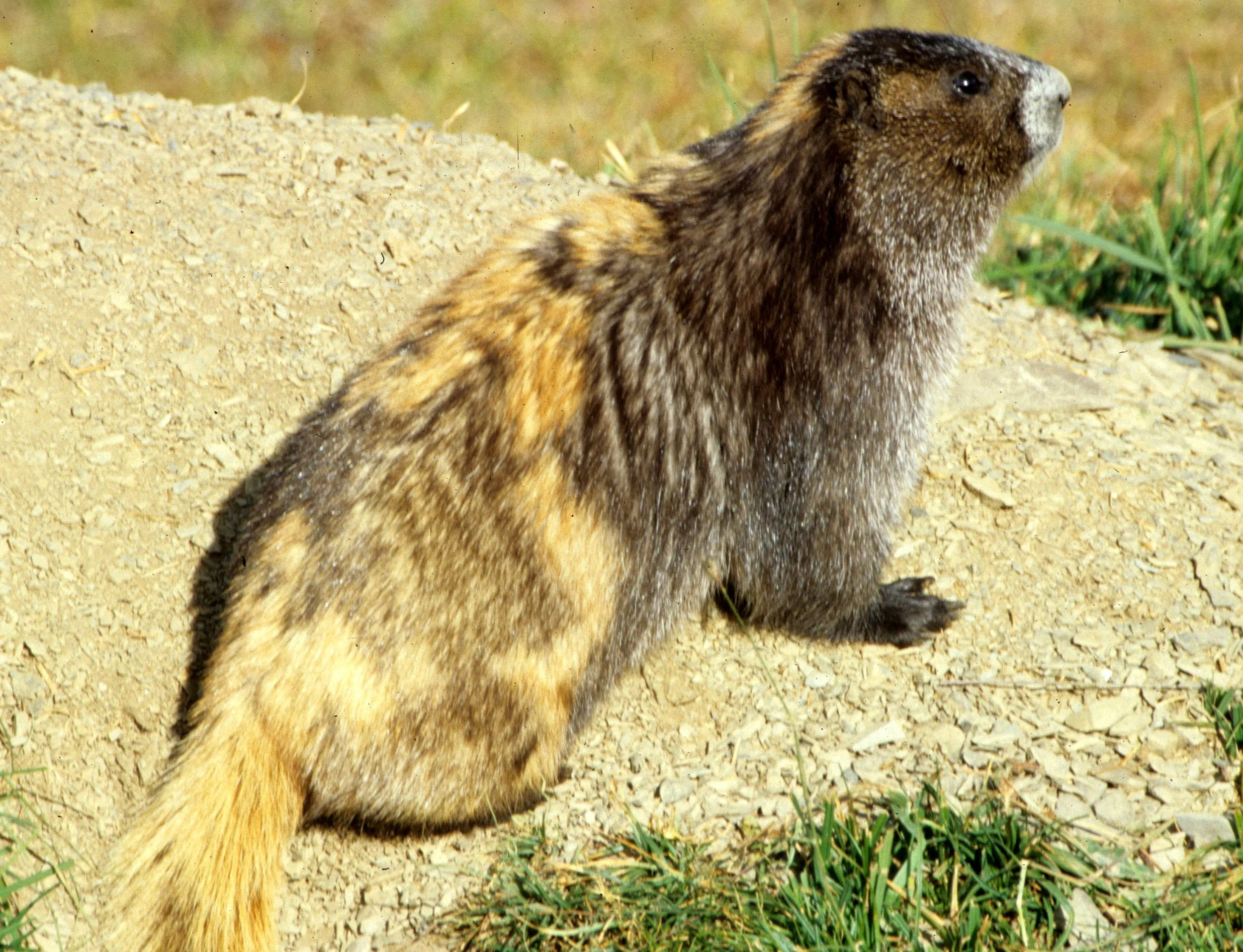 RODENTIA - MARMOT - OLYMPIC - MARMOTA OLYMPICA G.jpg