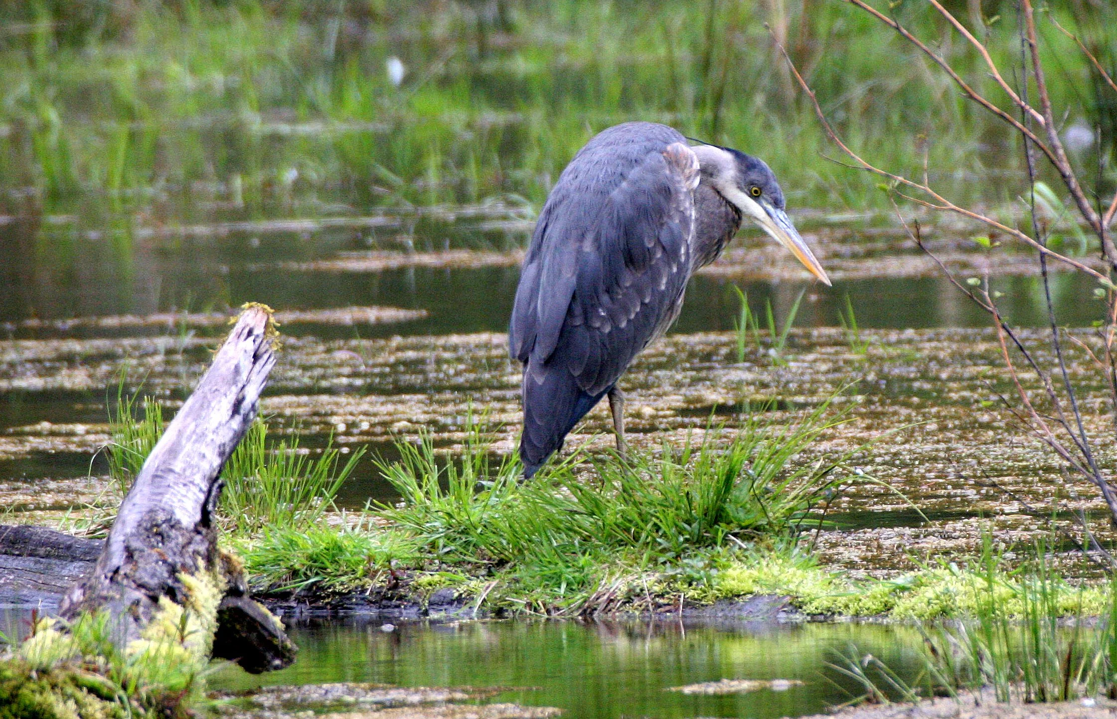HERON - GREAT BLUE HERON- Ardea herodias - HUNTING IN HOH RIVER WETLAND WA (5).JPG