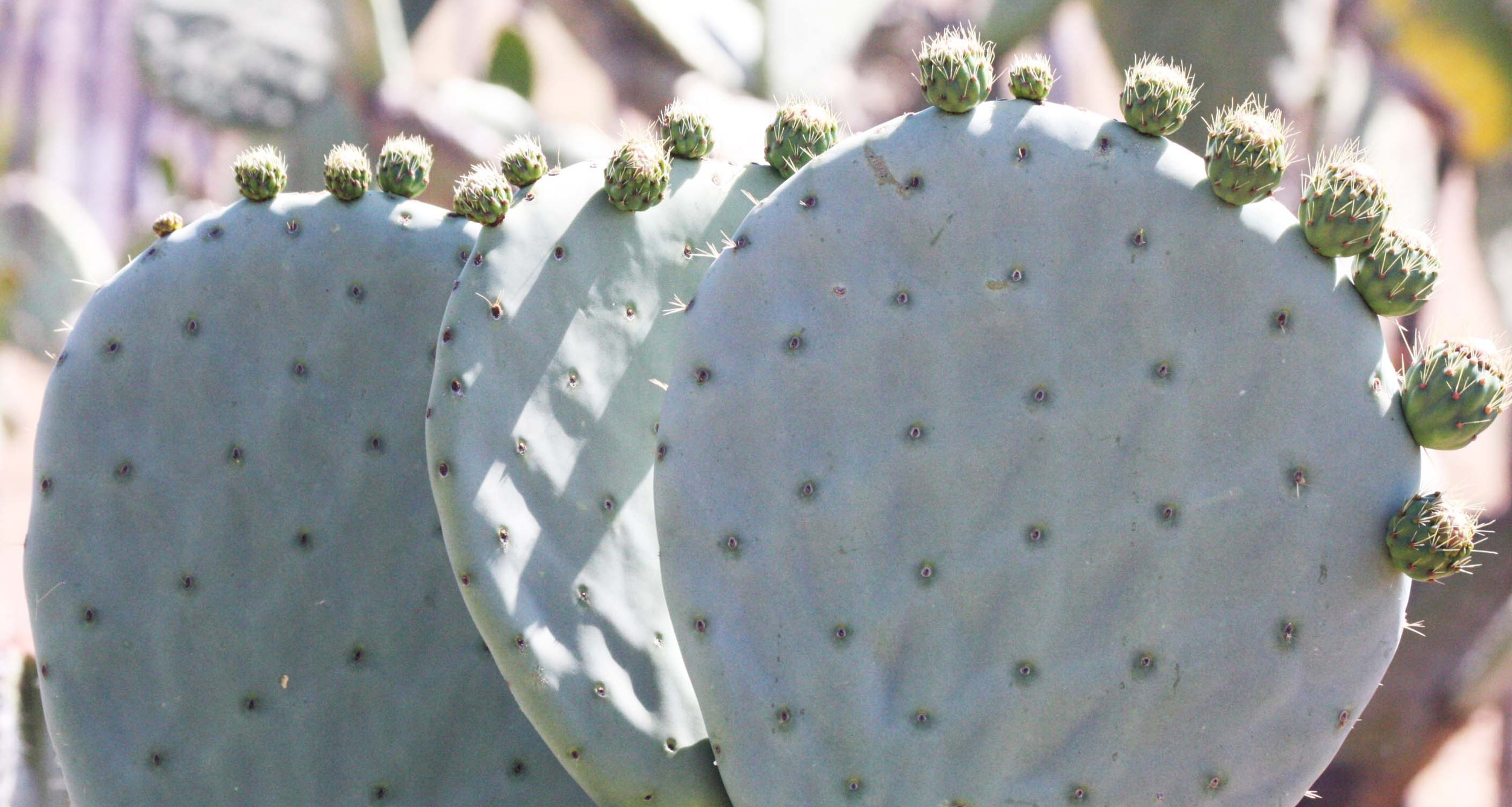 CACTACEAE - OPUNTIA SPECIES - CATAVINA DESERT BAJA.JPG
