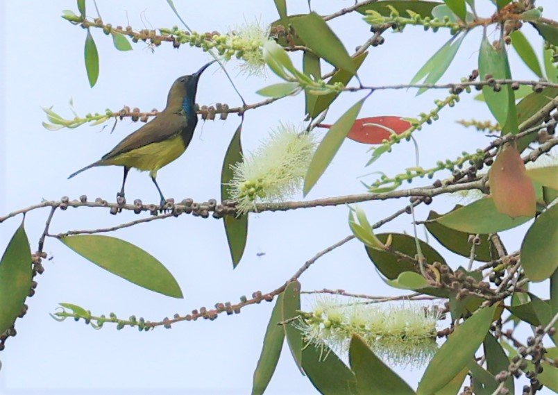 SUNBIRD - OLIVE-BACKED SUNBIRD - Nectarinia jugularis - THALE NOI WETLANDS PATTHALUNG PROVINCE (17).jpg